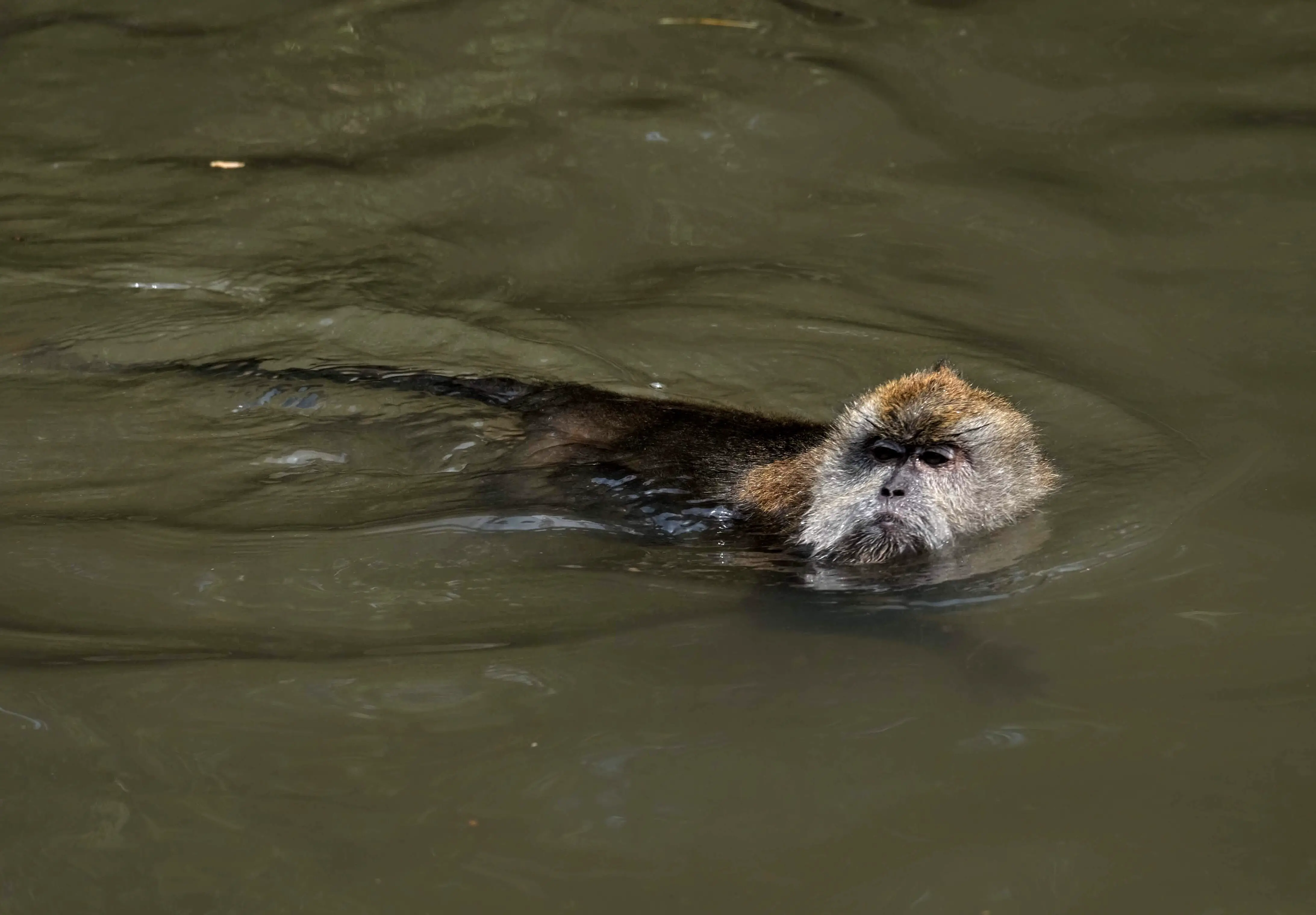 Swimming long-tailed macaque, Langkawi Island, Malaysia