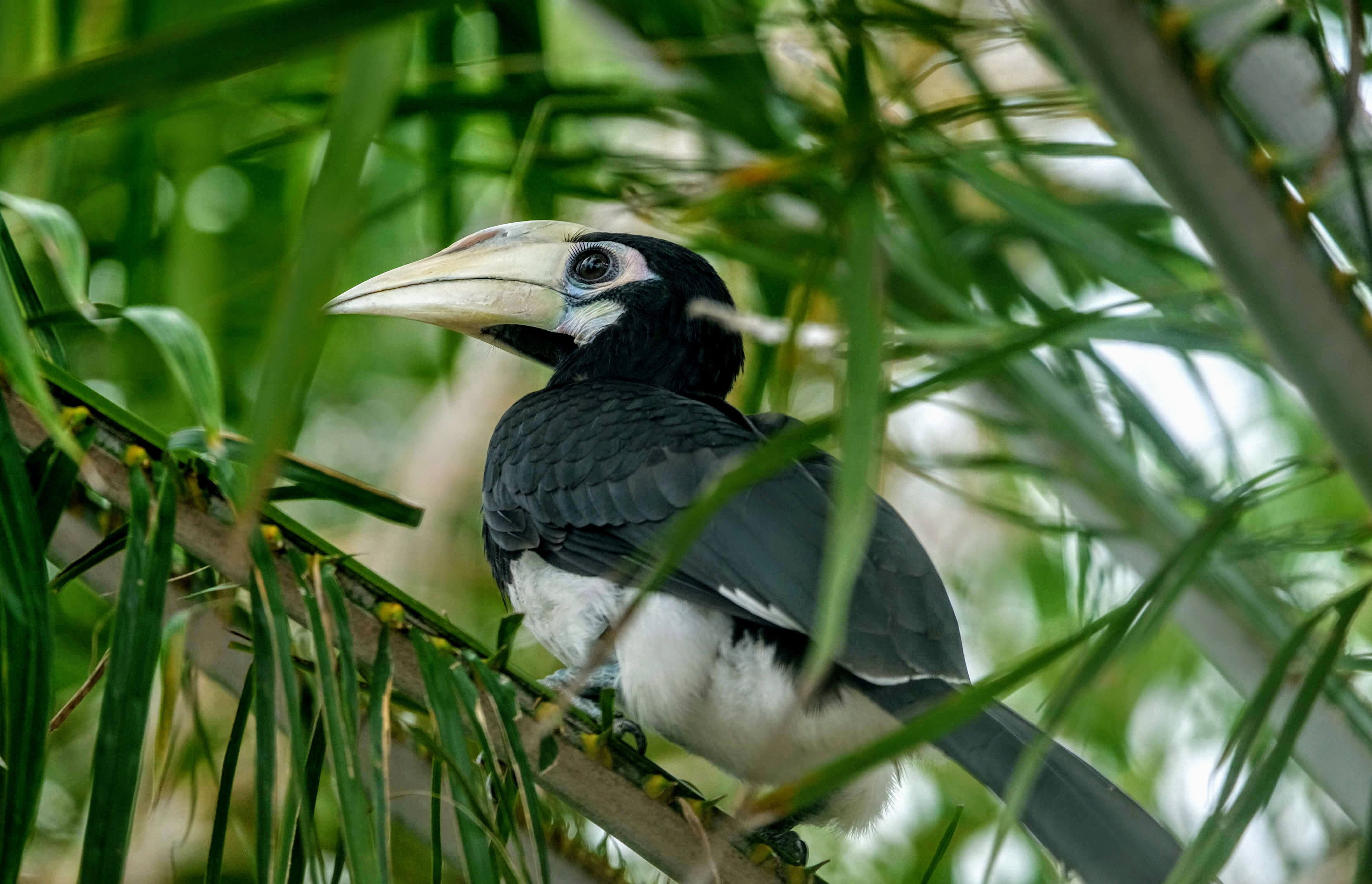 Pied hornbill, Langkawi Island, Malaysia