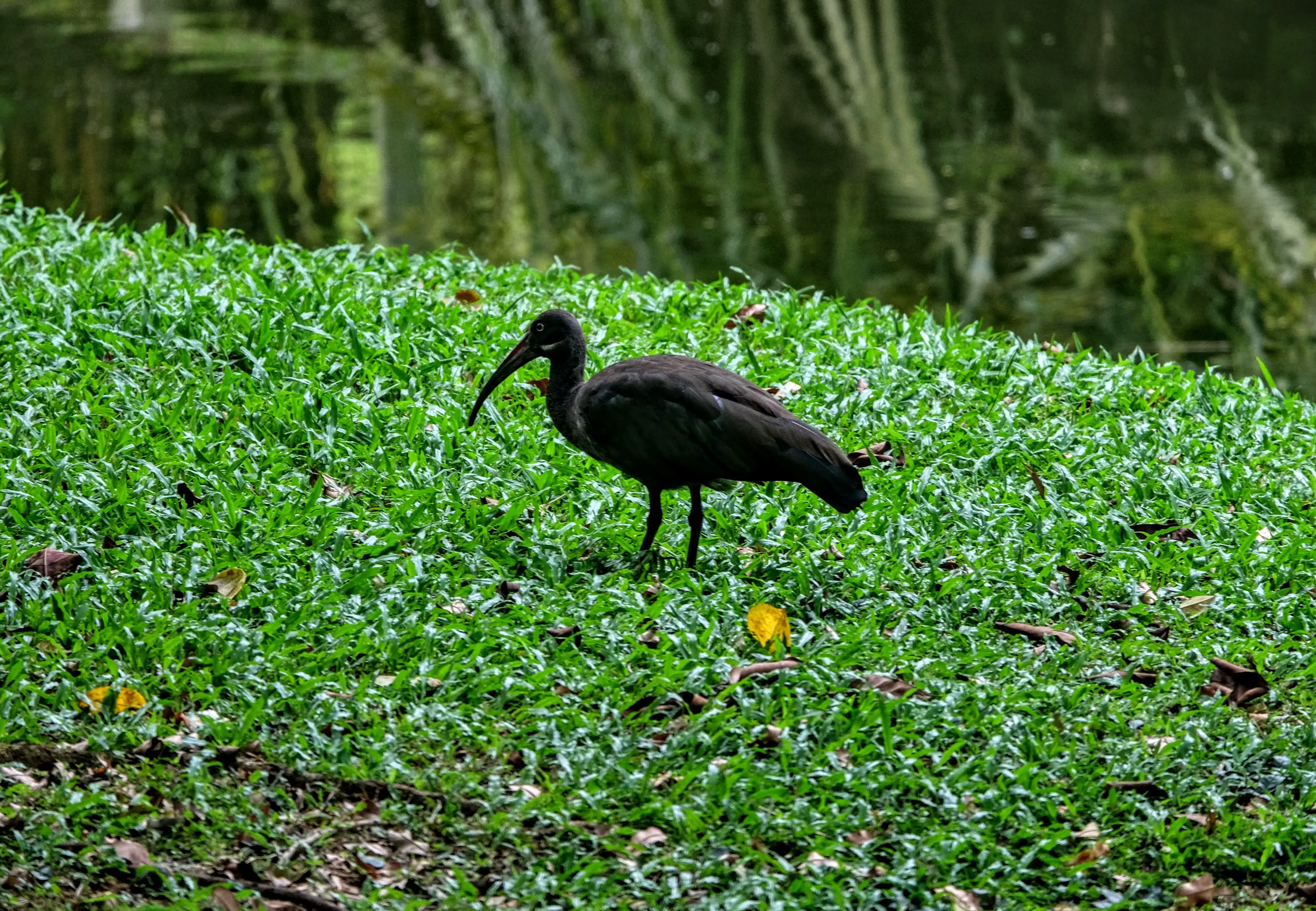 Hadada ibis, Kuala Lumpur, Malaysia