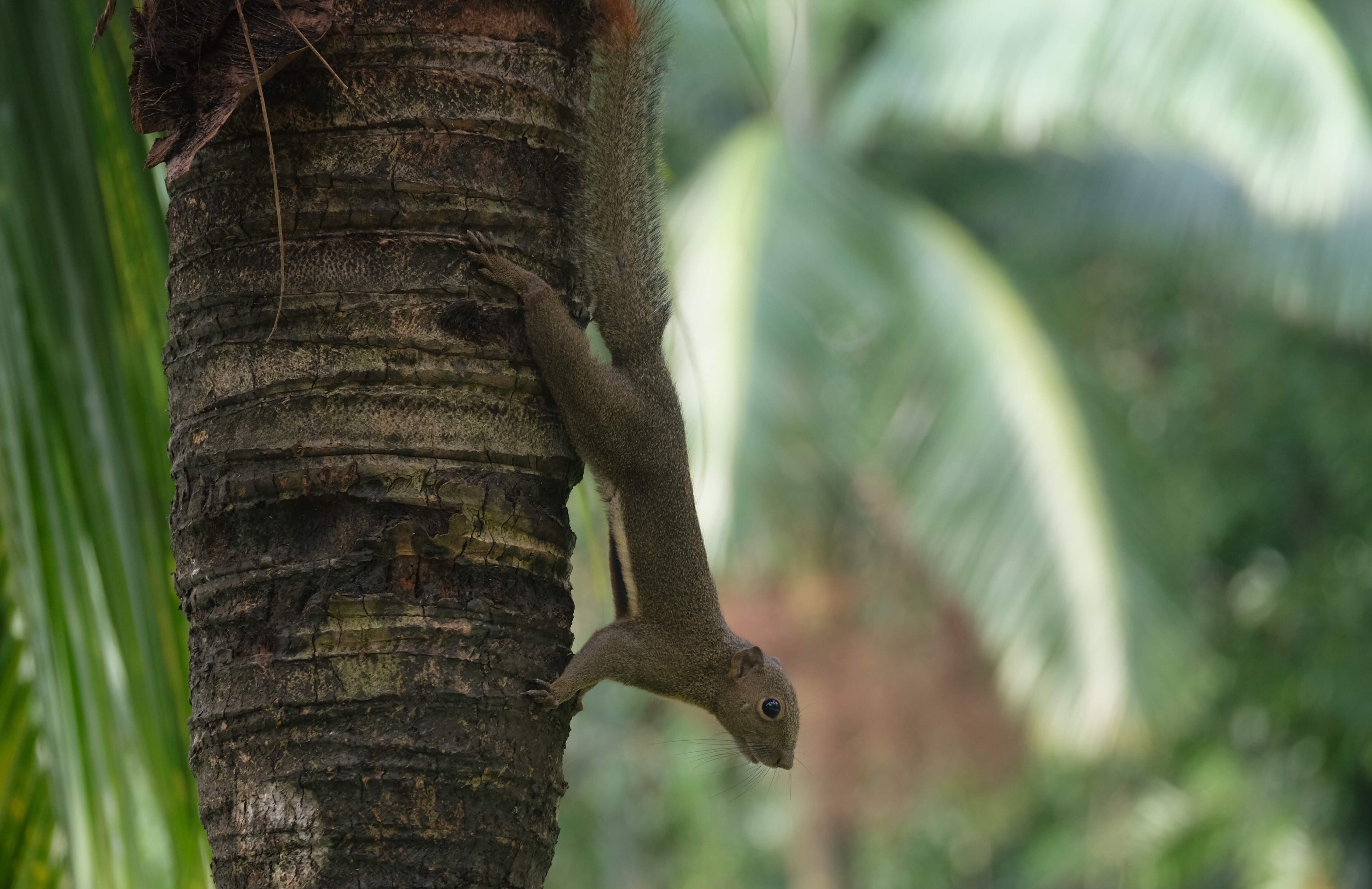 Plantain squirrel, Kuala Lumpur, Malaysia