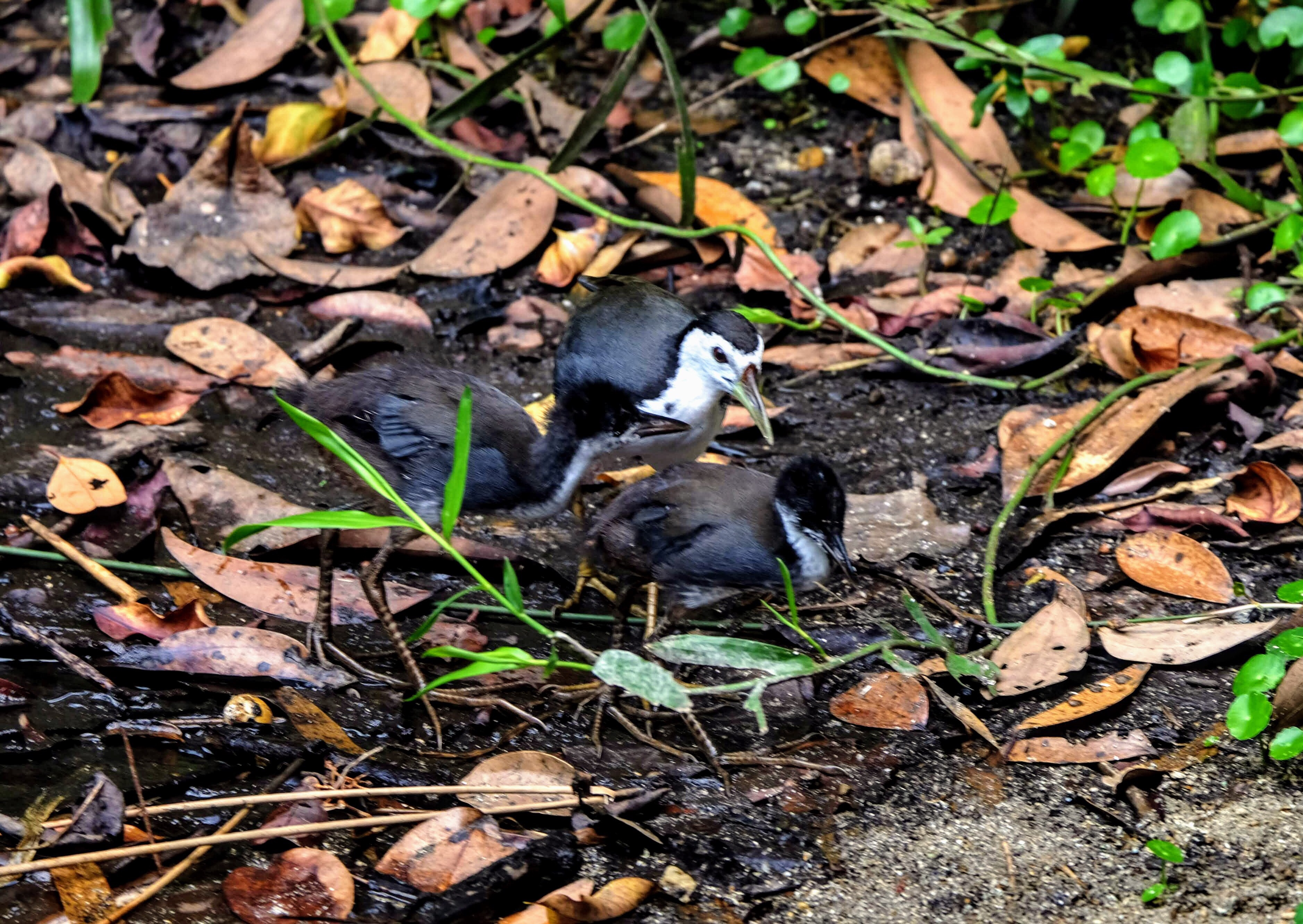 White-breasted waterhen, Sungei Buloh Reserve, Singapore