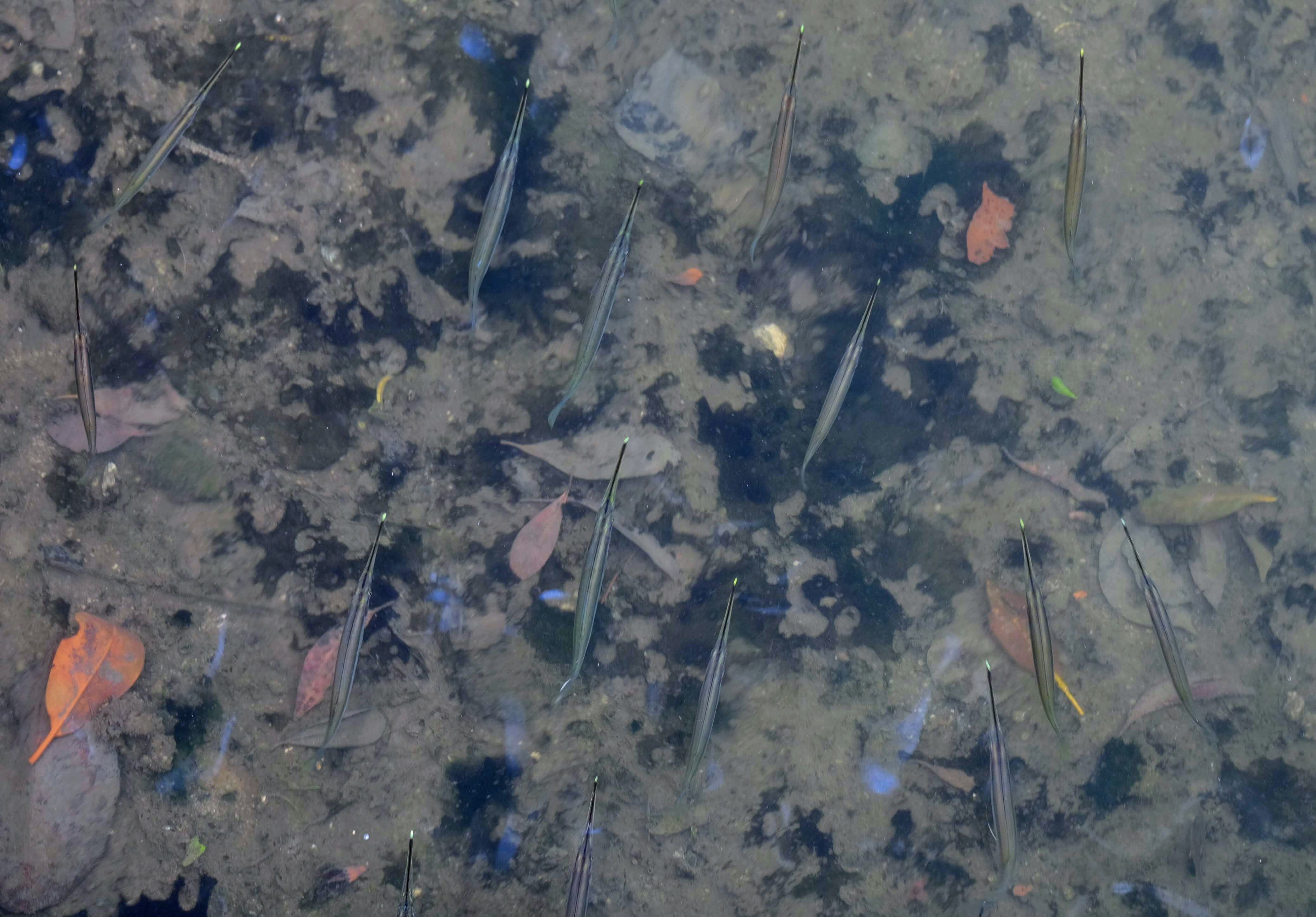 Striped-nose halfbeaks, Sungei Buloh Reserve, Singapore