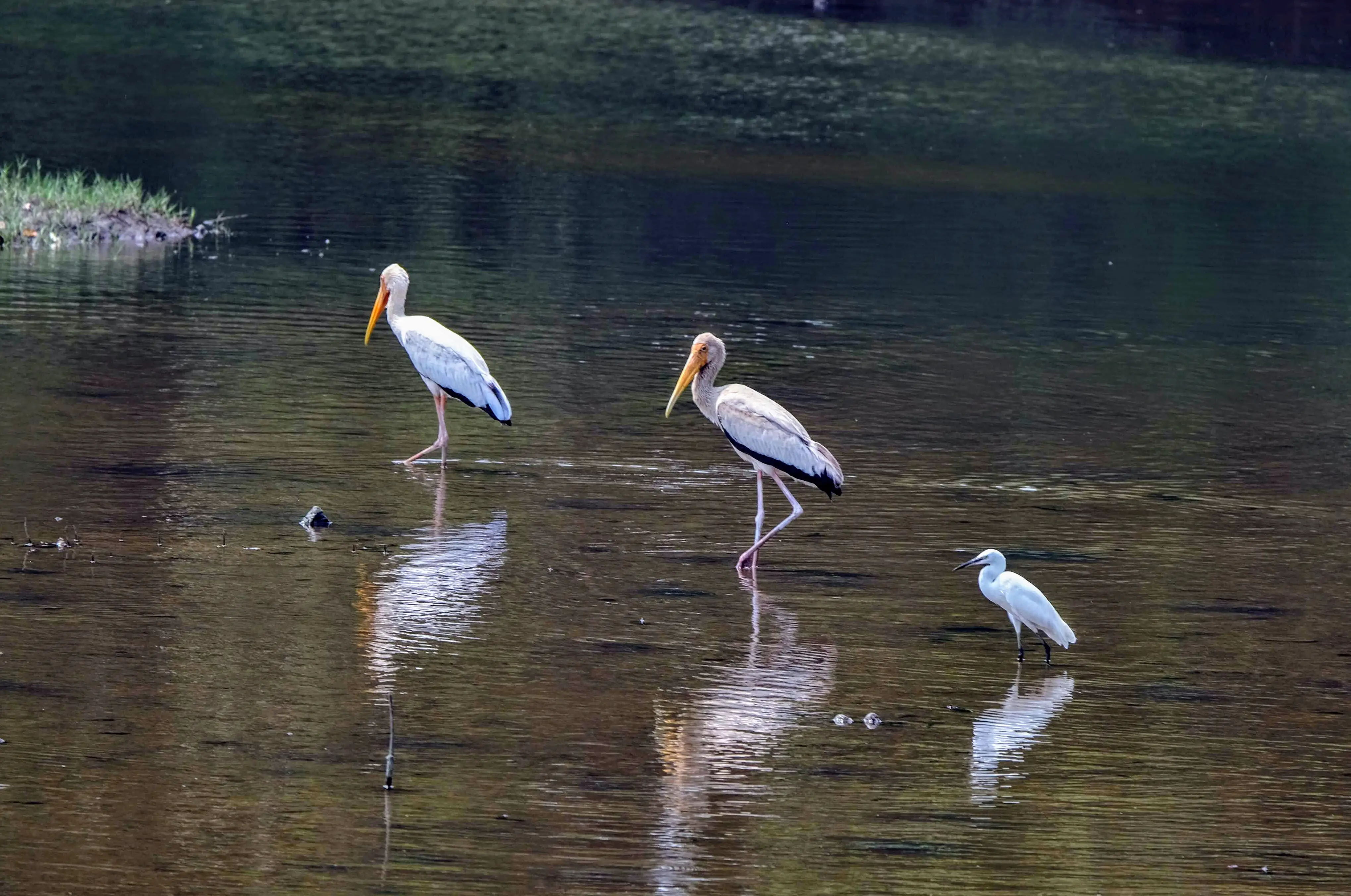 Painted storks and egret, Sungei Buloh, Singapore