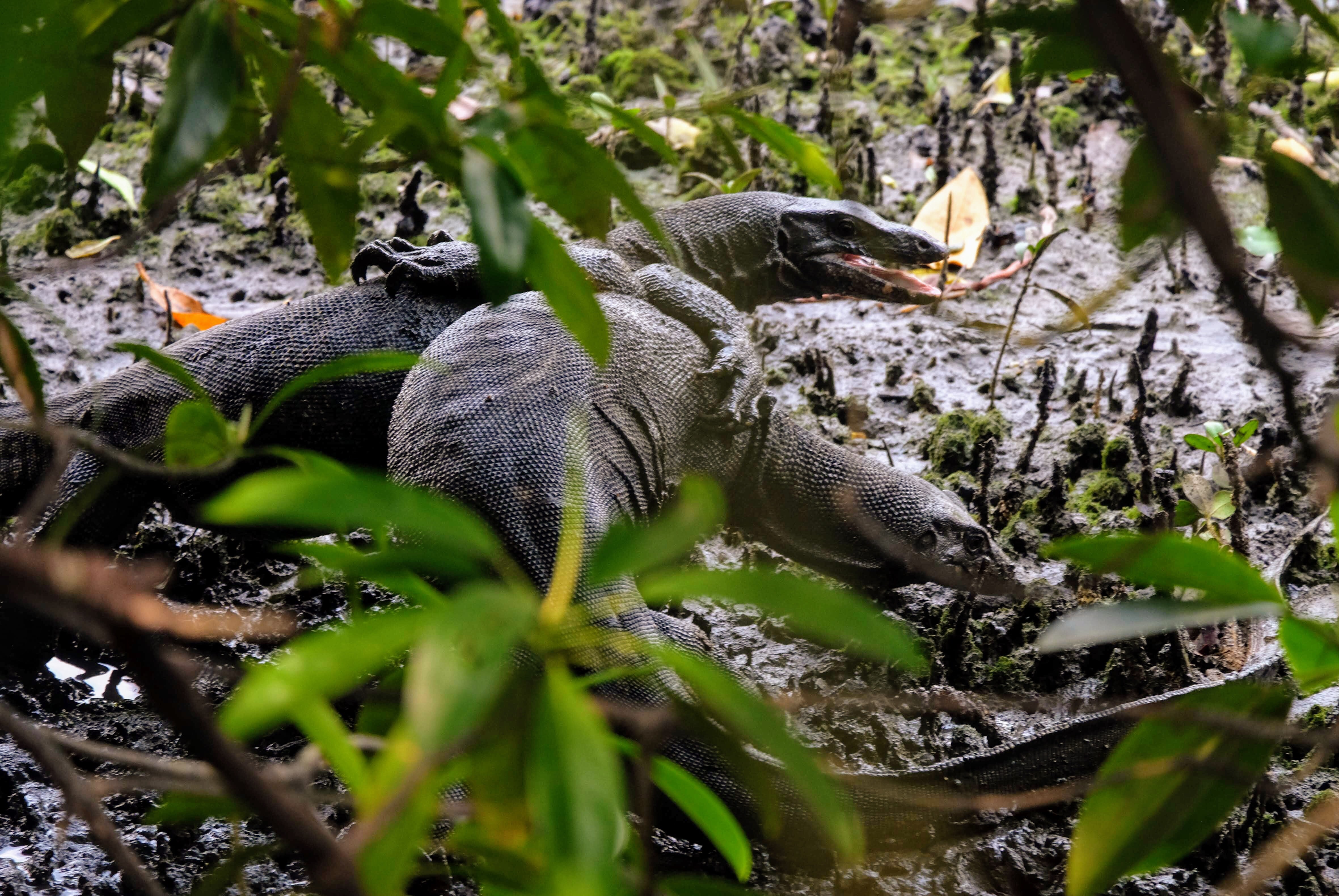 Water monitor lizards having sex, Sungei Buloh Reserve, Singapore