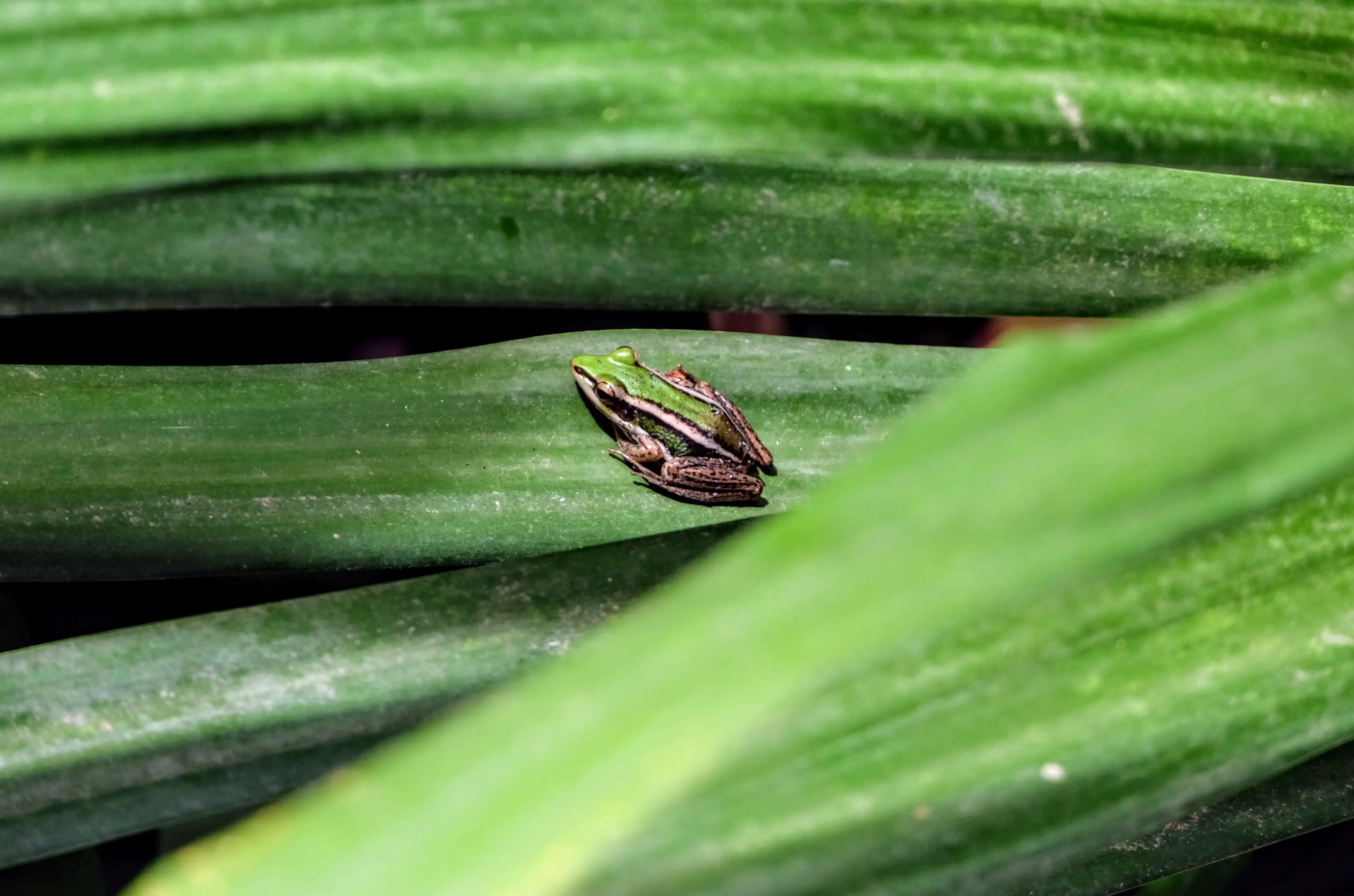 Green paddy frog, Siem Reap, Cambodia 