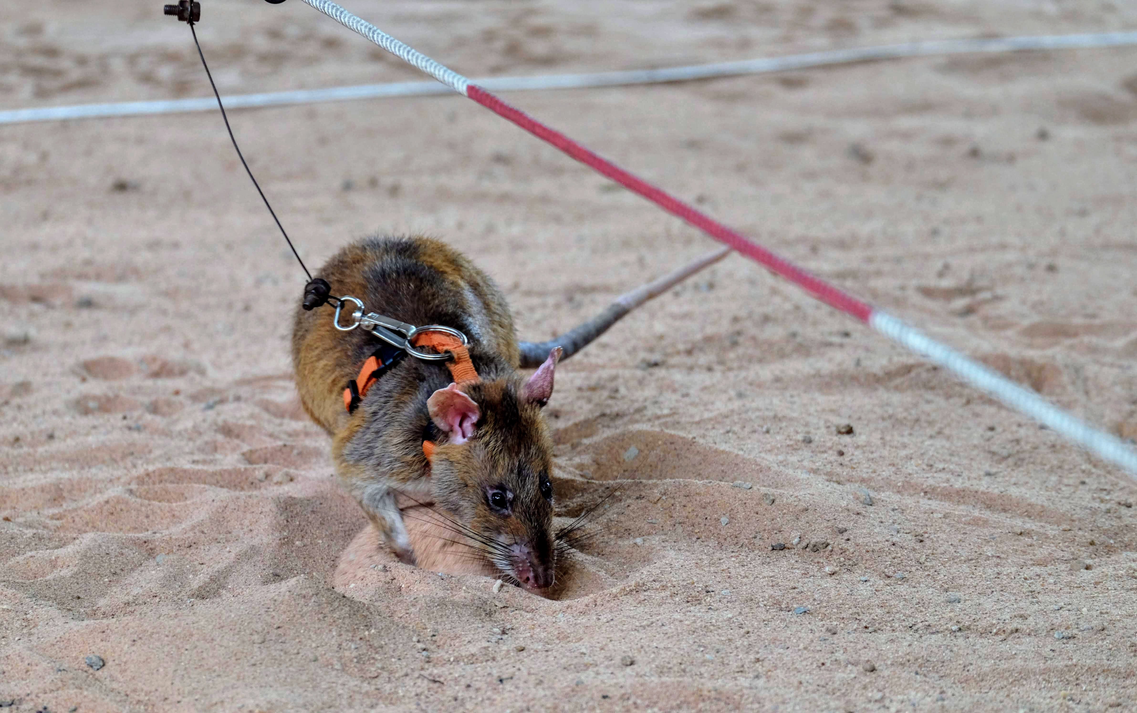 Gambian pouched rat, APOPO, Cambodia 