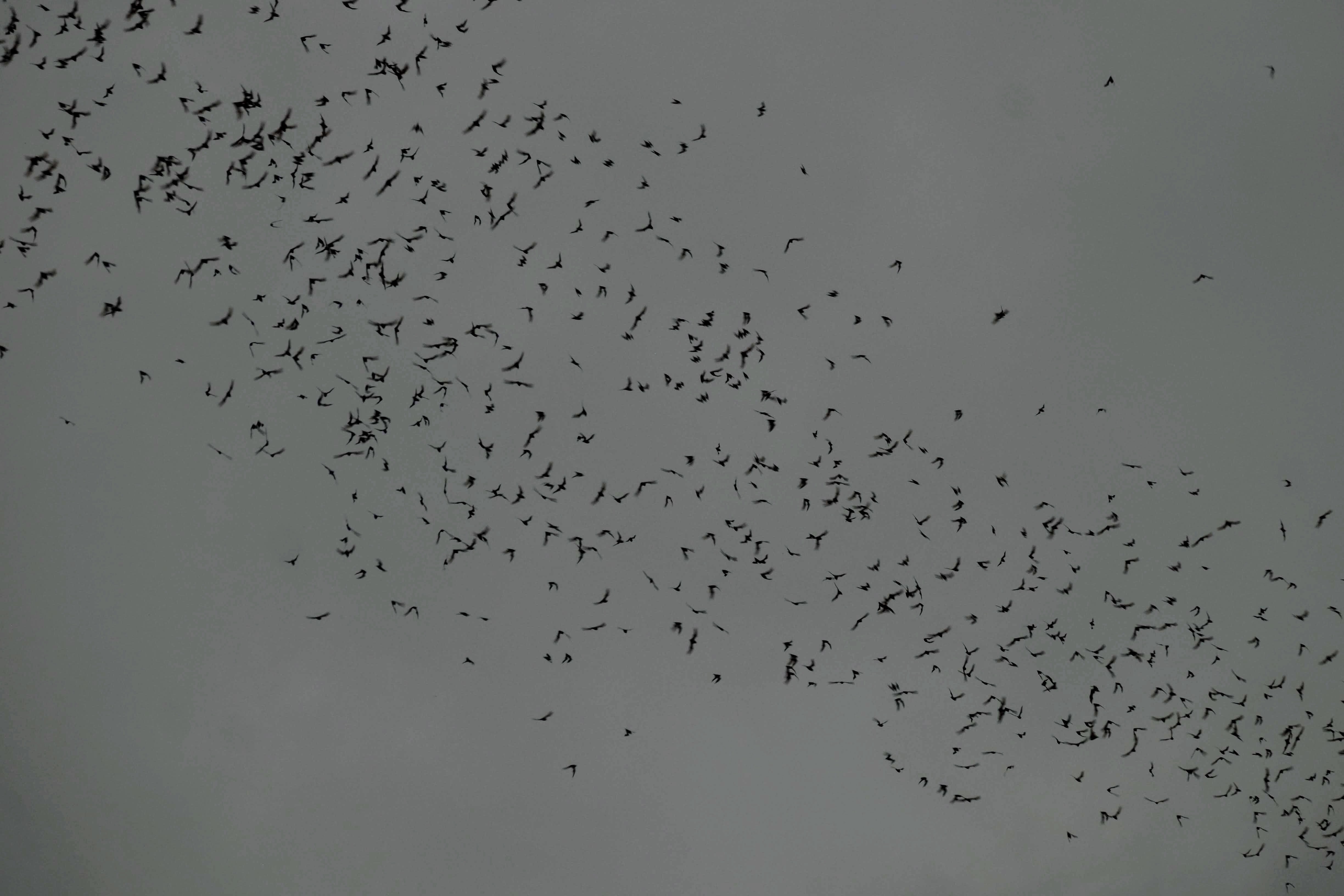 Bat cave, Battambang, Cambodia 