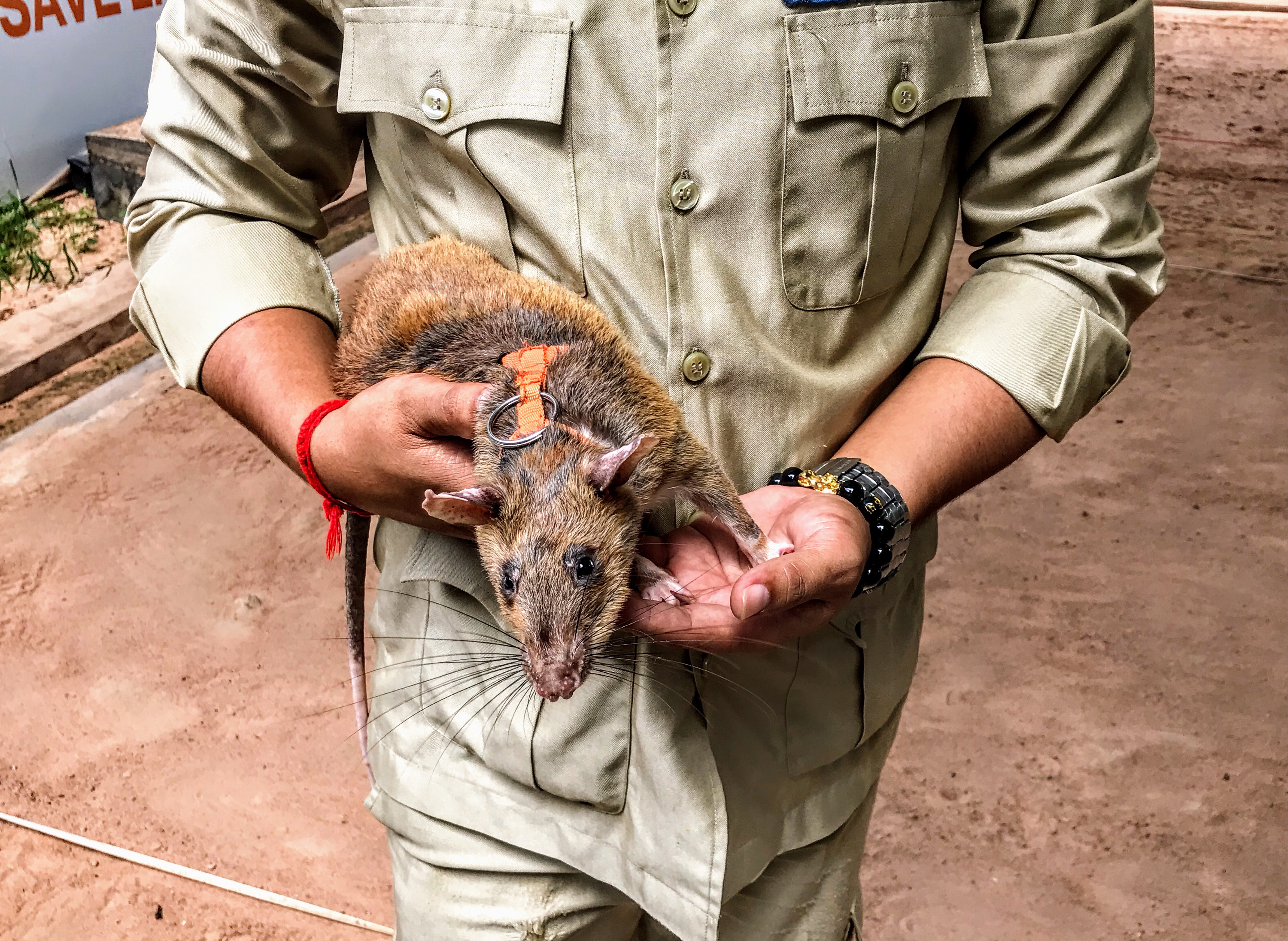 African pouched rat, APOPO, Cambodia