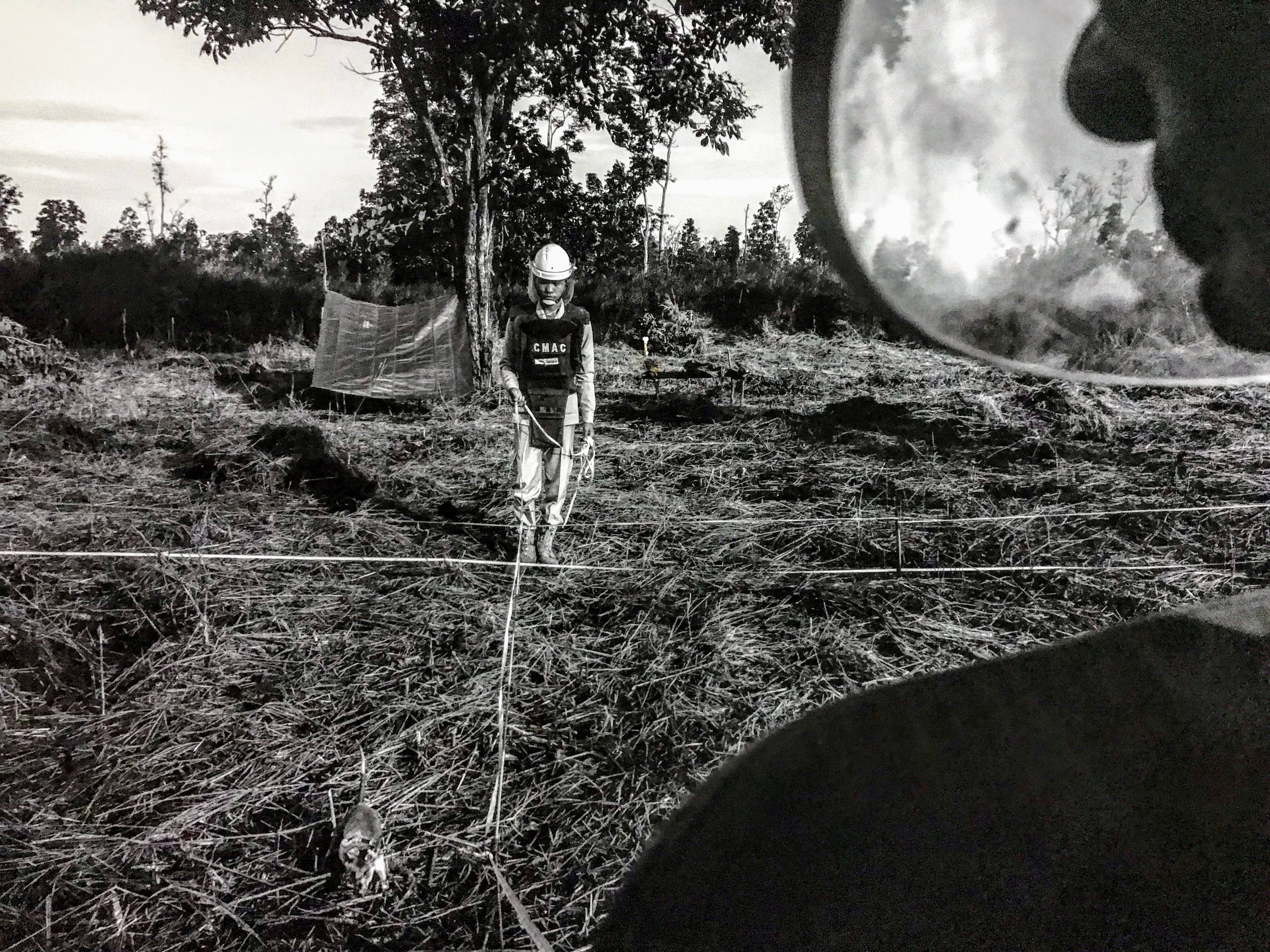 Rats clearing landmines, Cambodia 