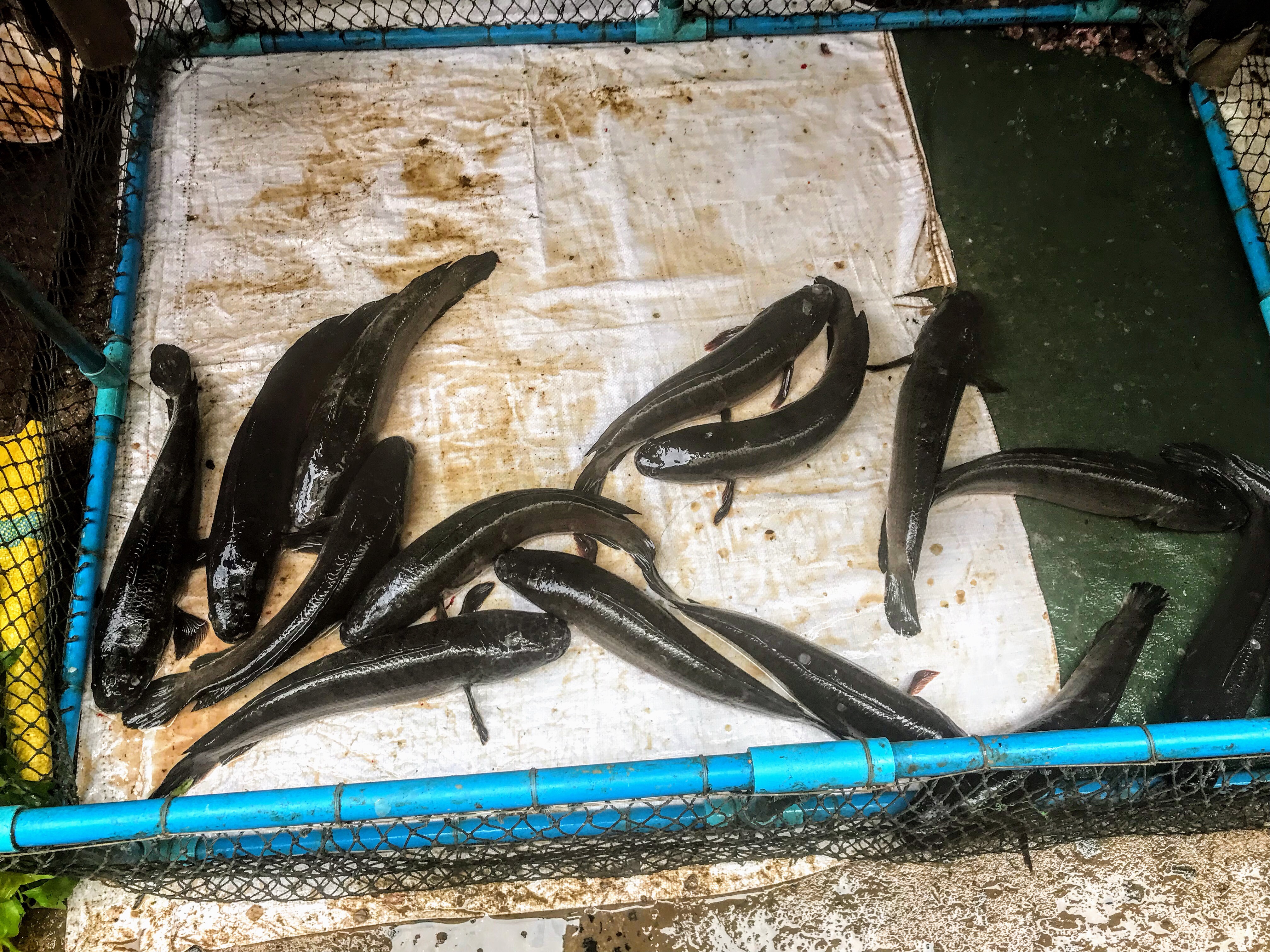 Pen of snake fish, Battambang, Cambodia 