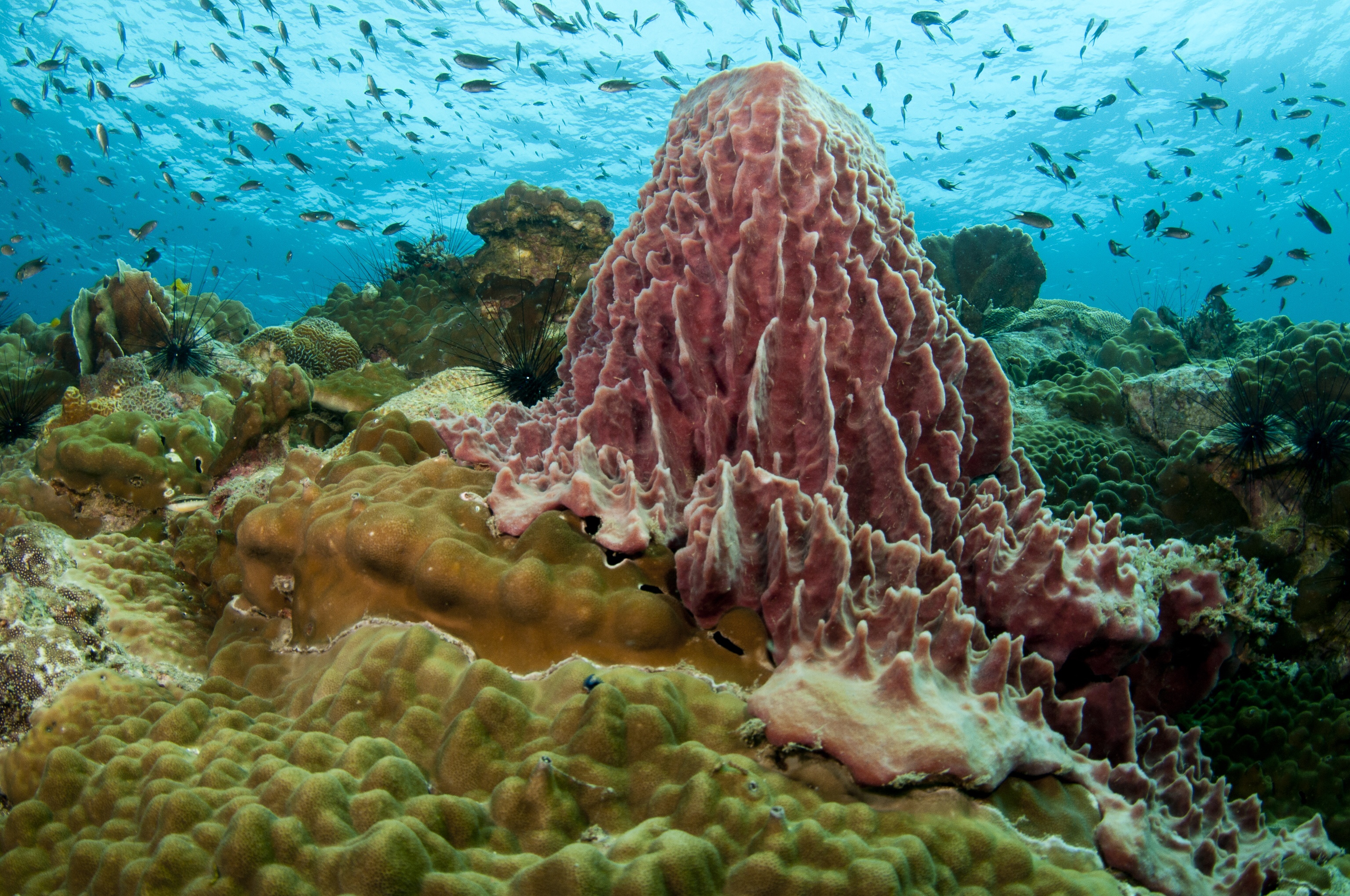 Reef near Koh Chang, Thailand 