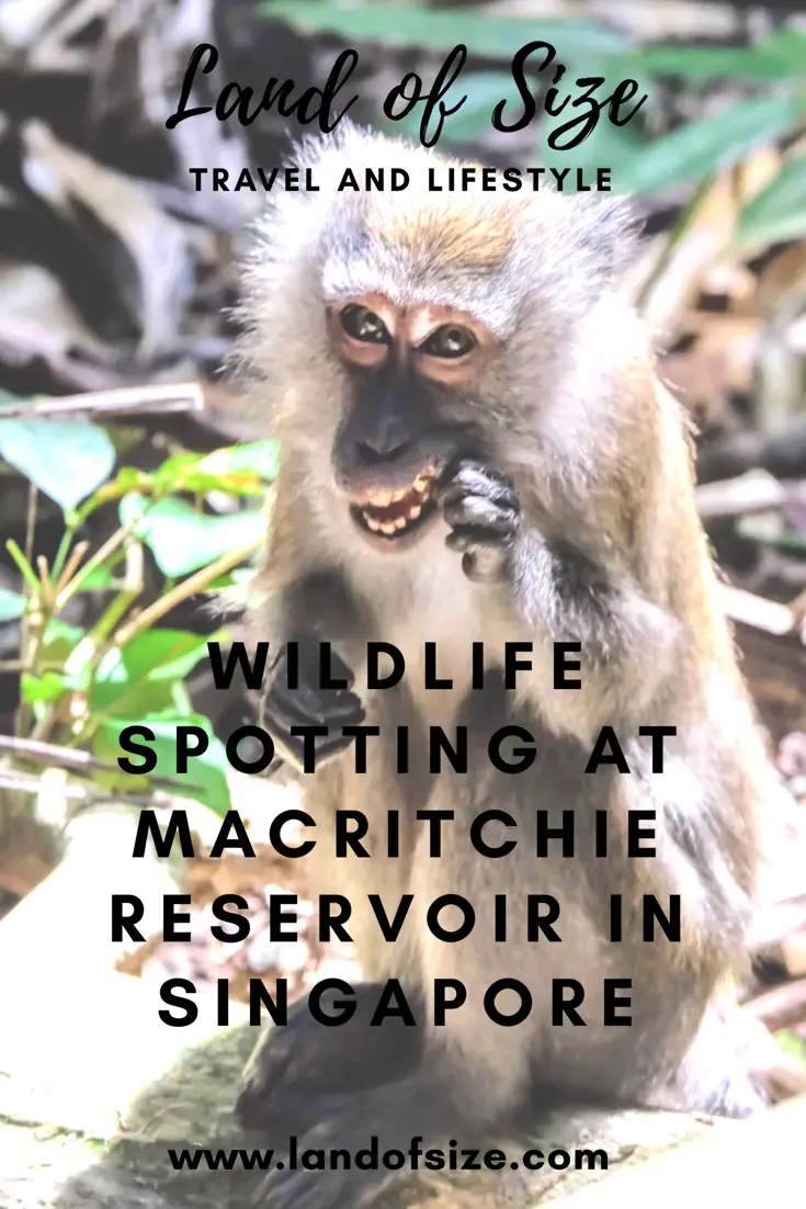 Wildlife spotting at MacRitchie Reservoir in Singapore