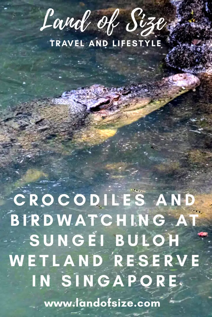 Crocodiles and birdwatching at Sungei Buloh Wetland Reserve in Singapore