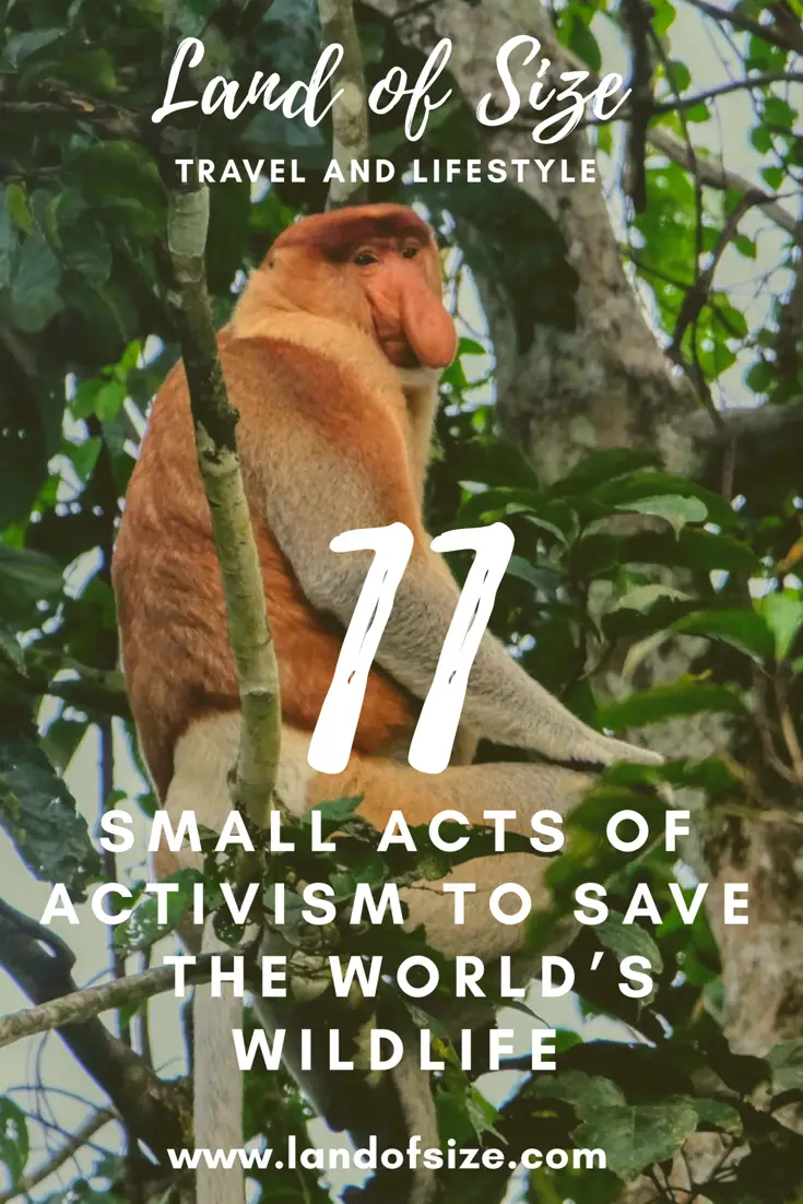 11 small acts of activism to save the world’s wildlife