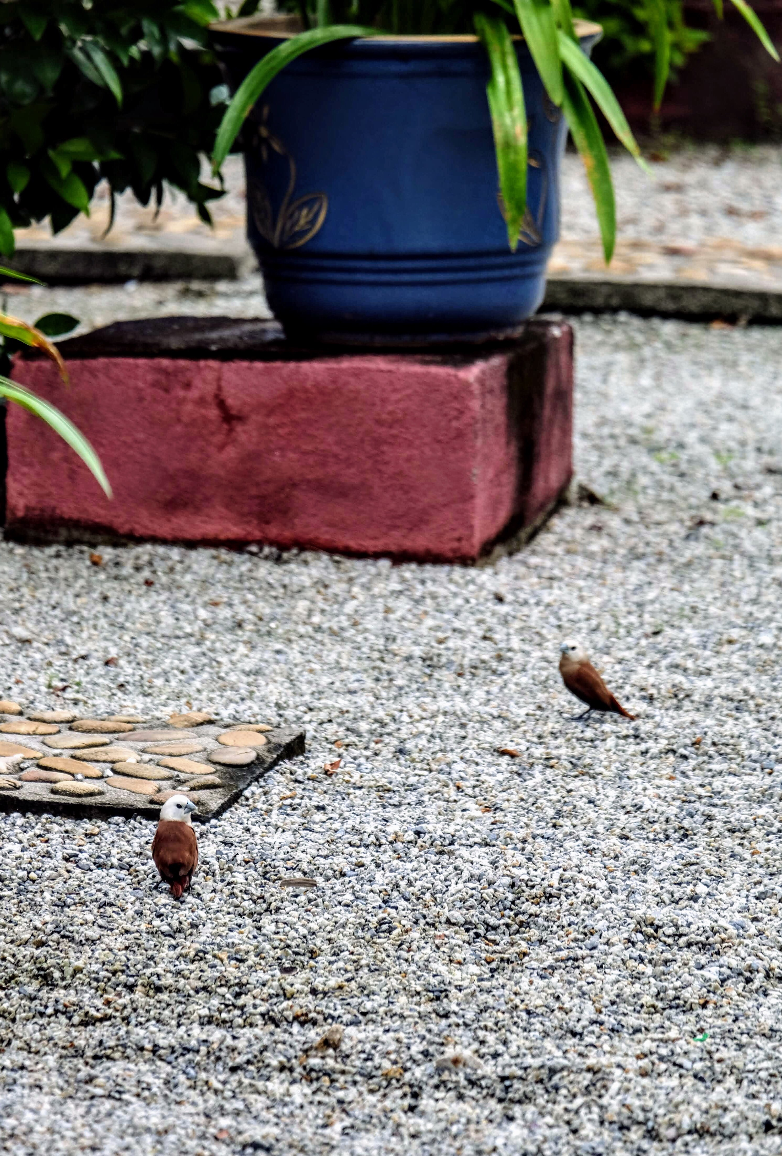 White-headed munia, Langkawi Island, Malaysia