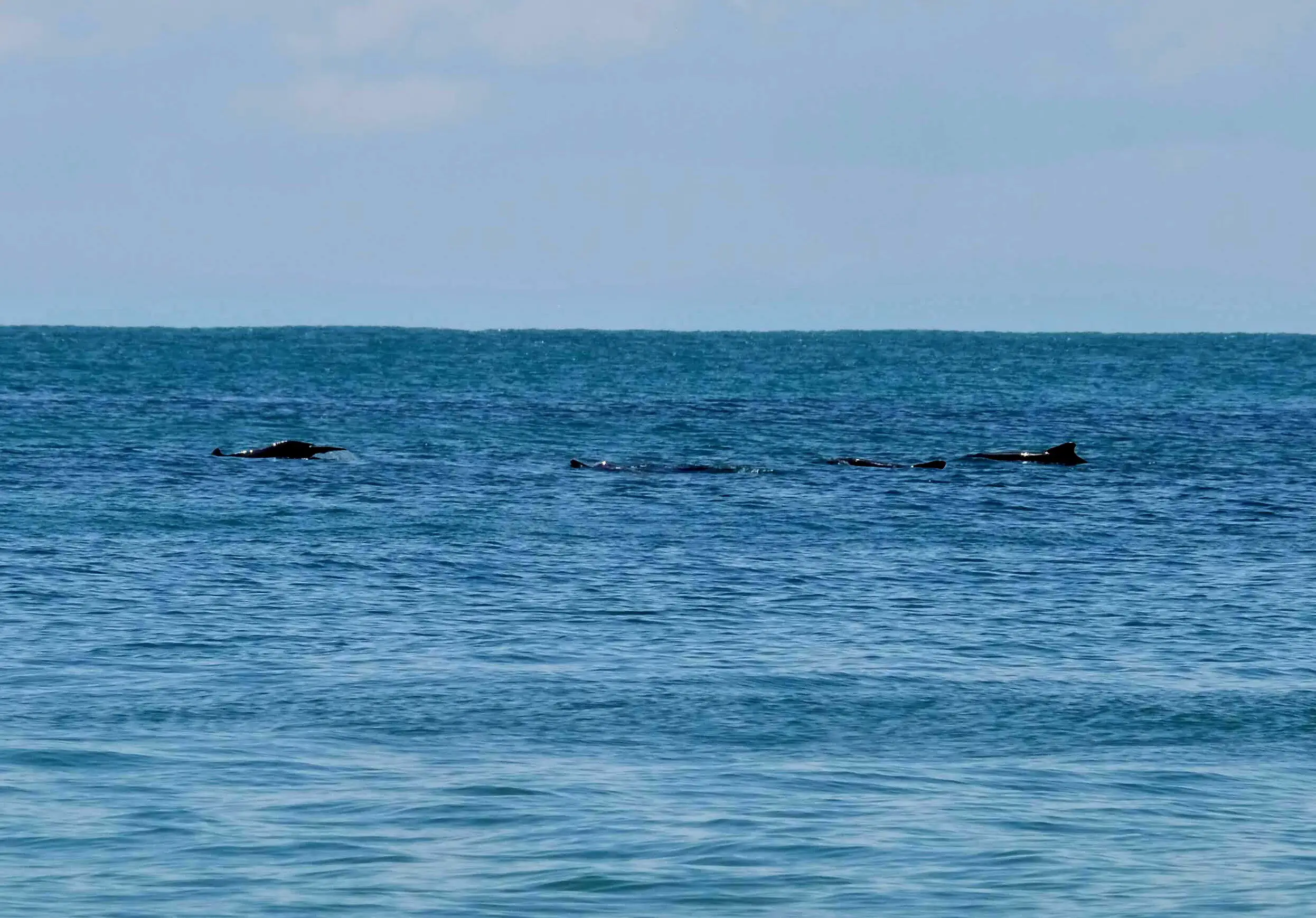 Dolphins at Skull Beach, Langkawi Island, Malaysia