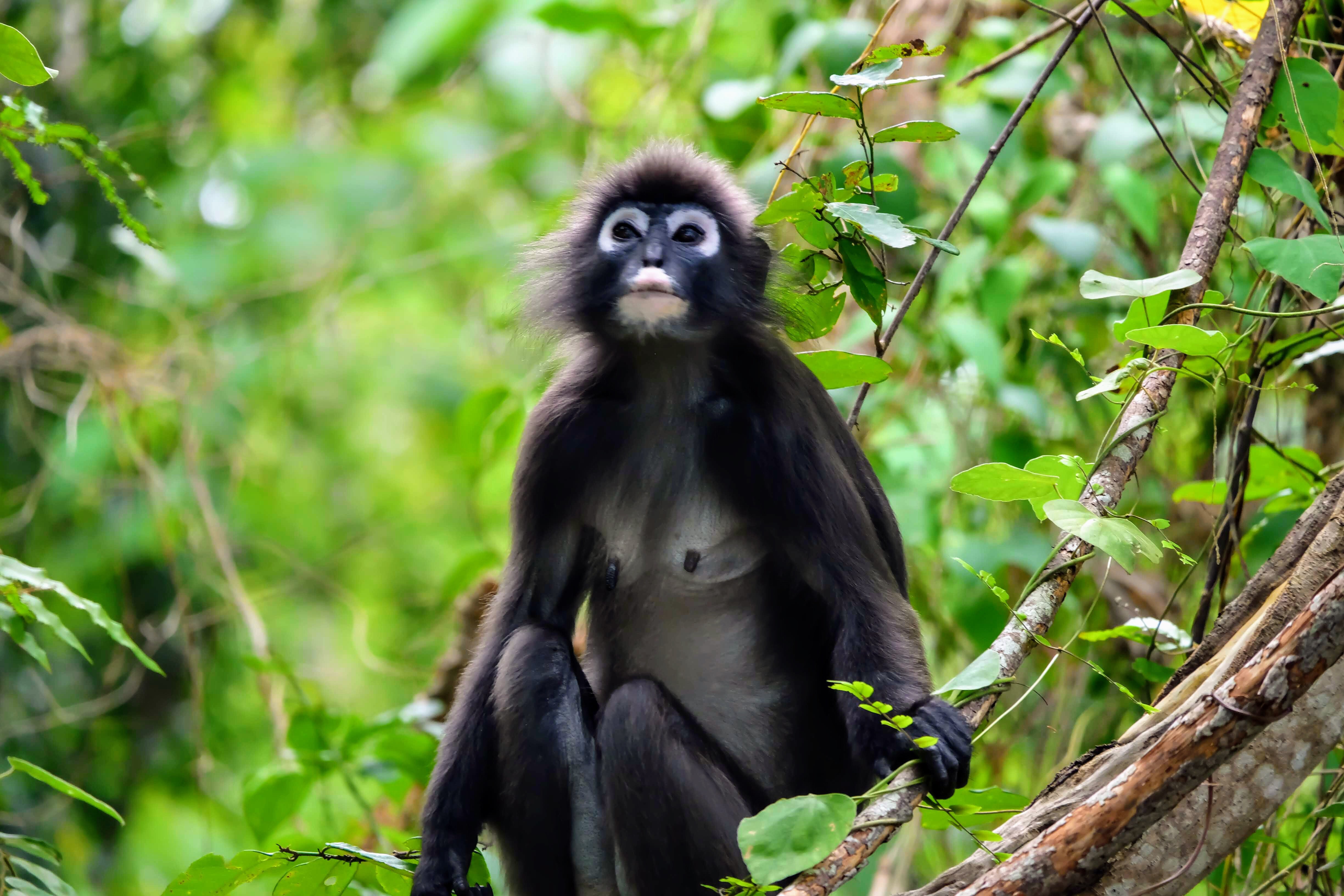 Dusky leaf langur, Langkawi Island, Malaysia