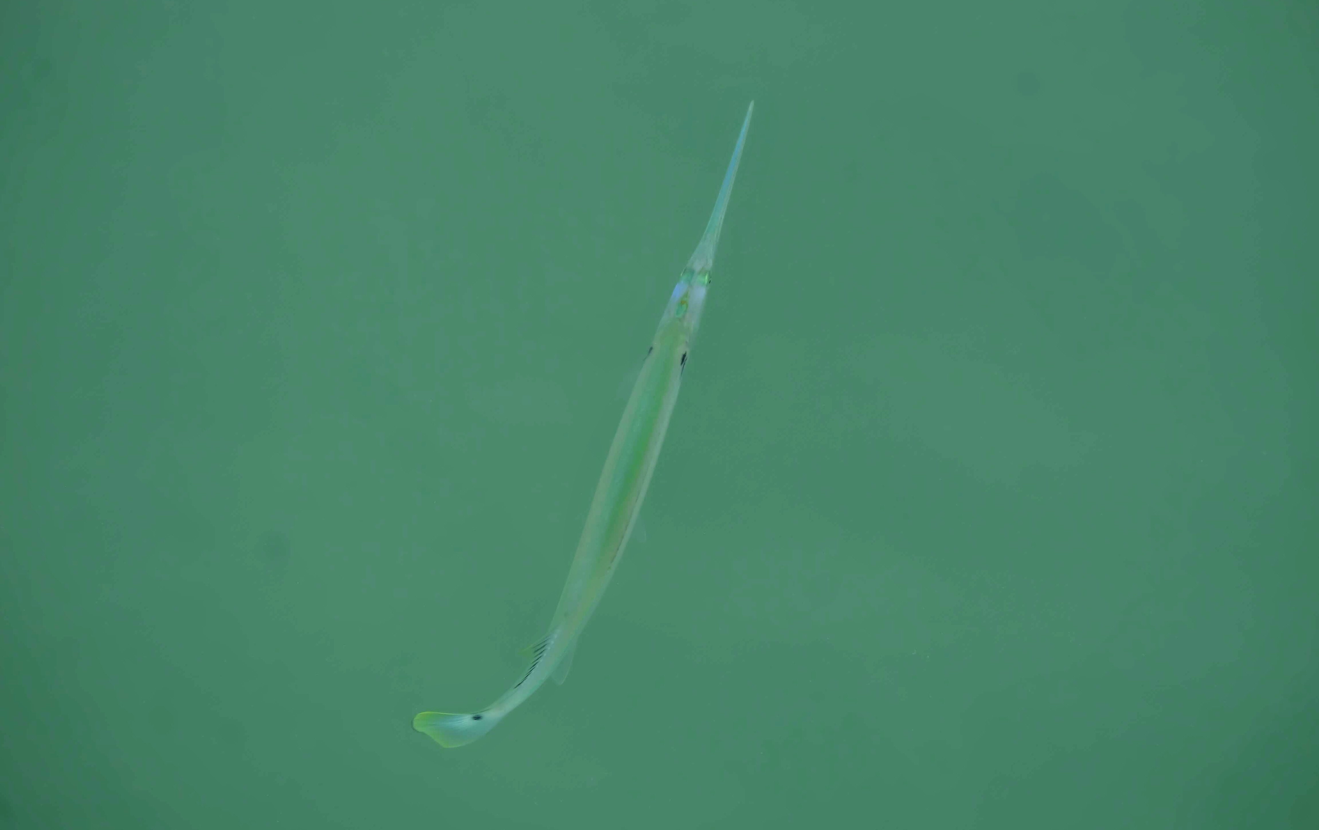 Spotted needlefish, Langkawi Island, Malaysia