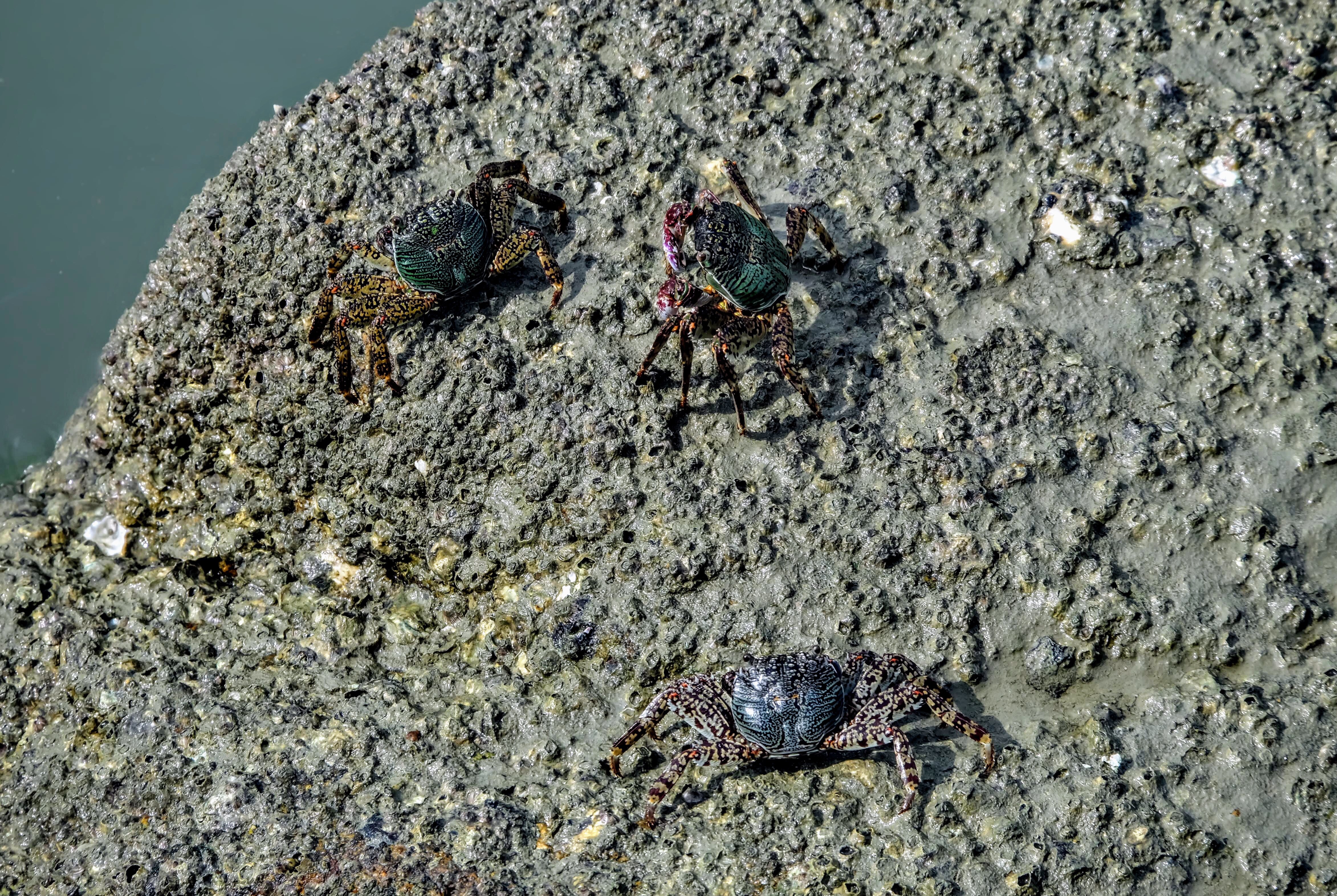 Crabs, Kuah, Langkawi Island, Malaysia