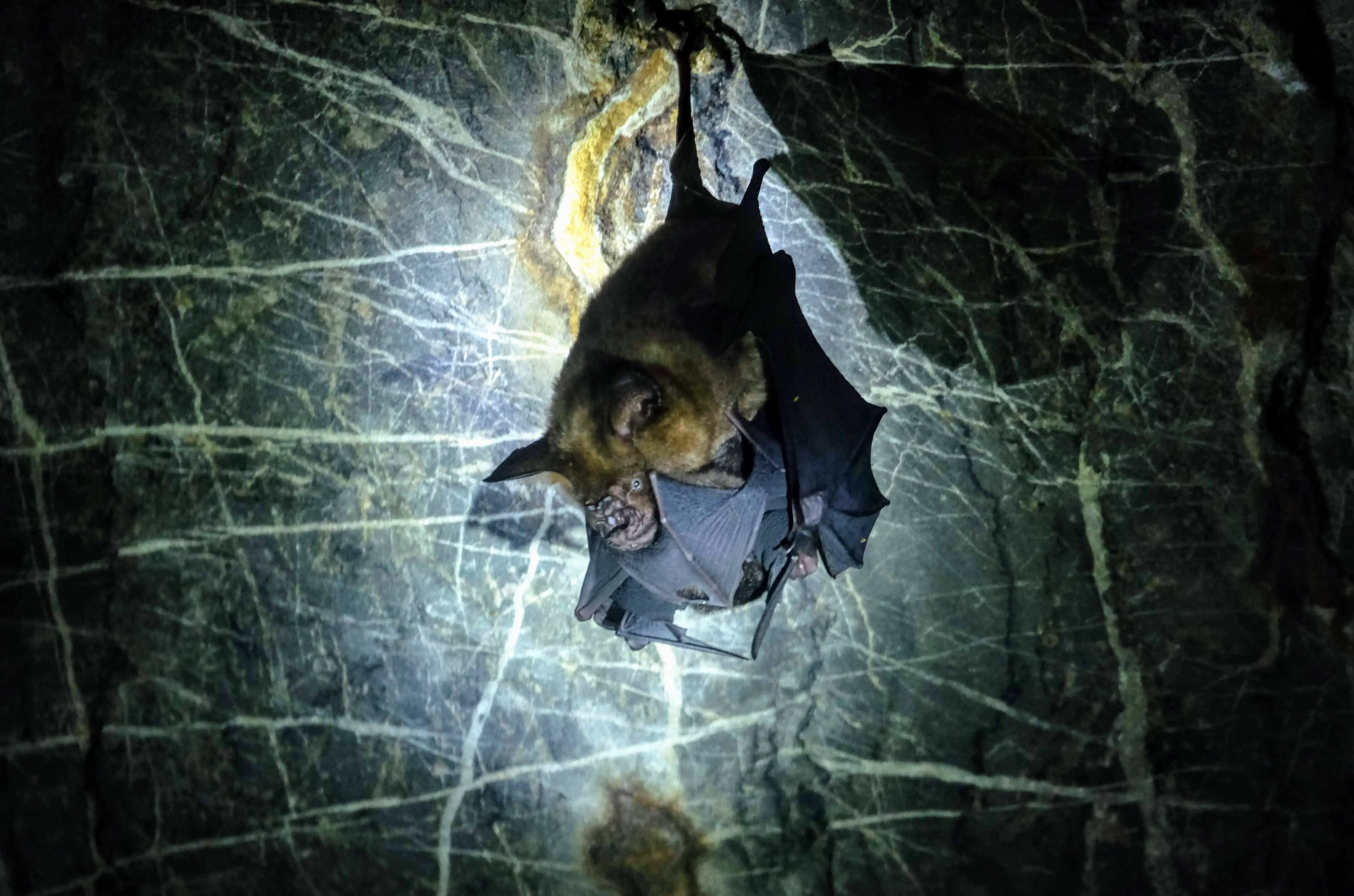 Bat performing oral sex, Langkawi Island, Malaysia