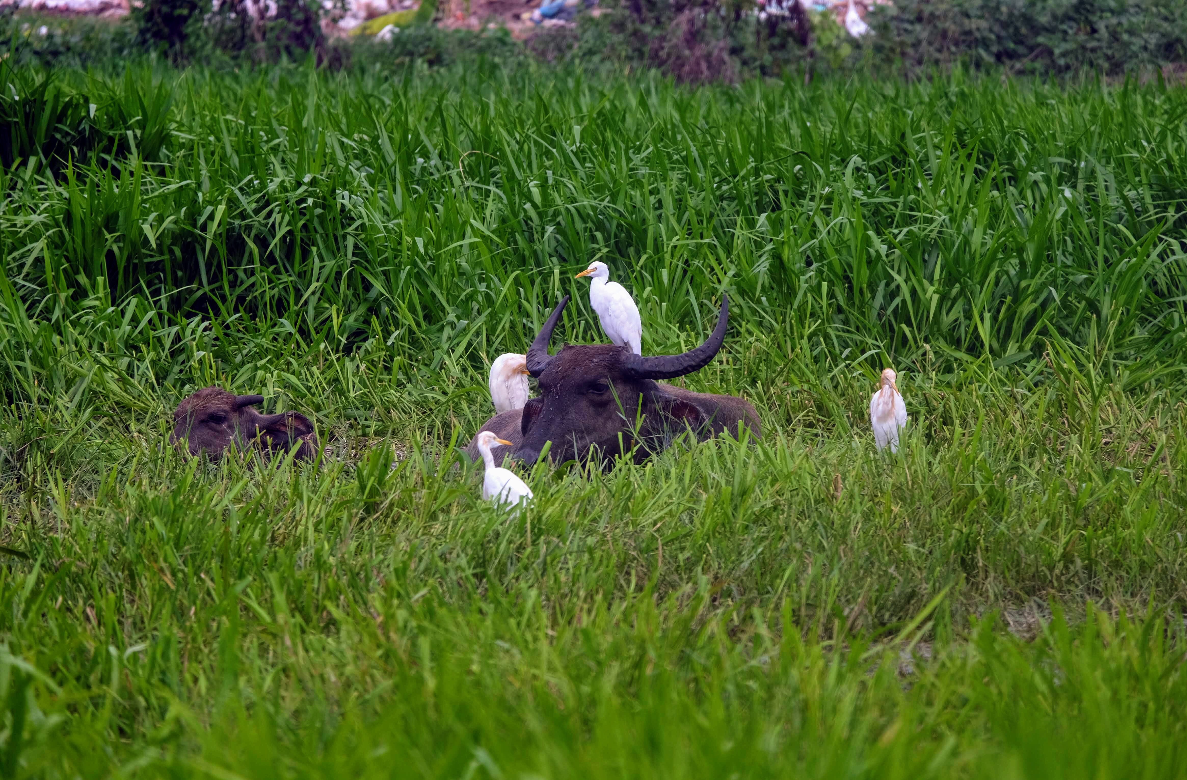 Water buffalo and egrets, Langkawi Island, Malaysia