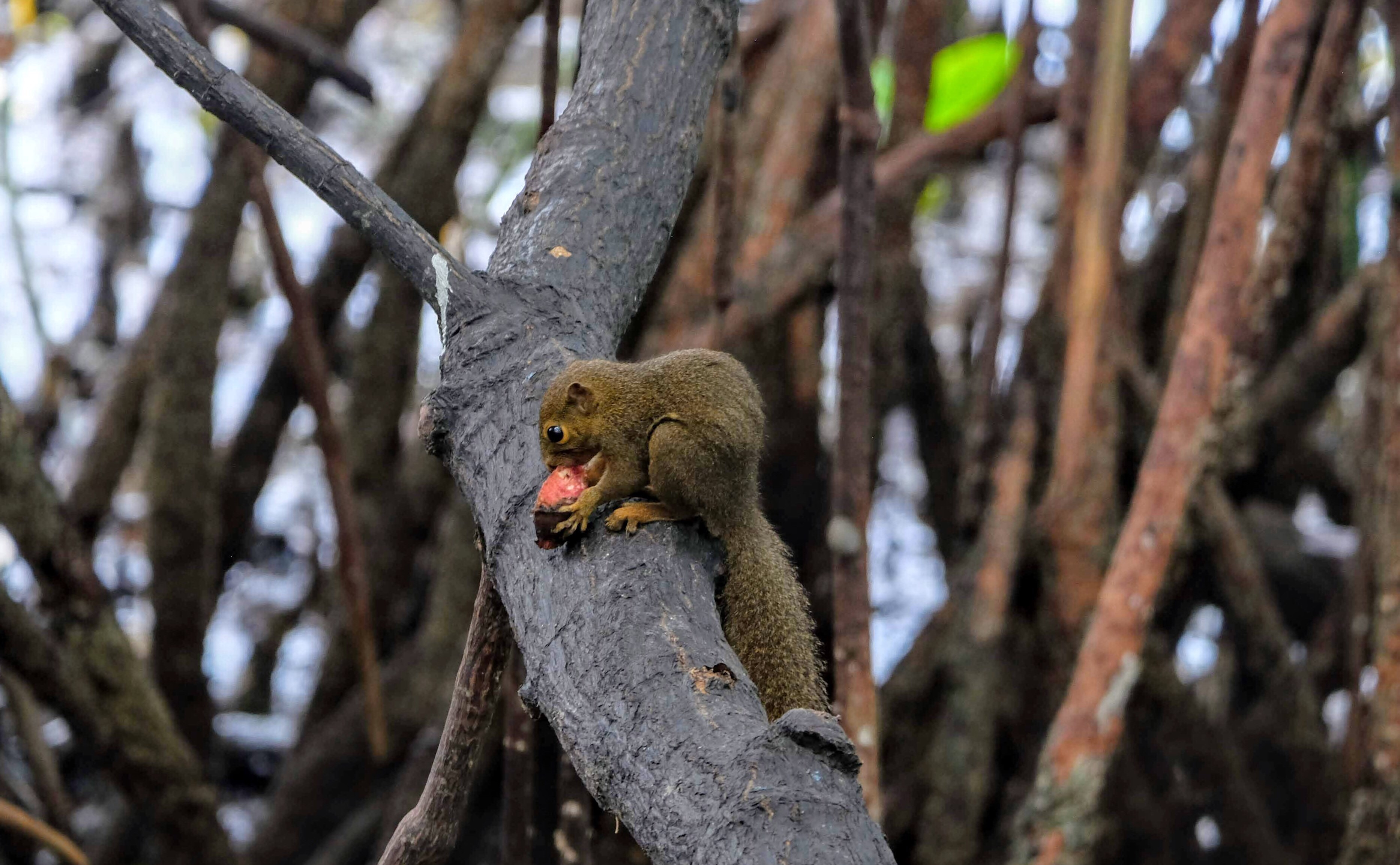 Plantain squirrel, Sungei Buloh Reserve, Singapore