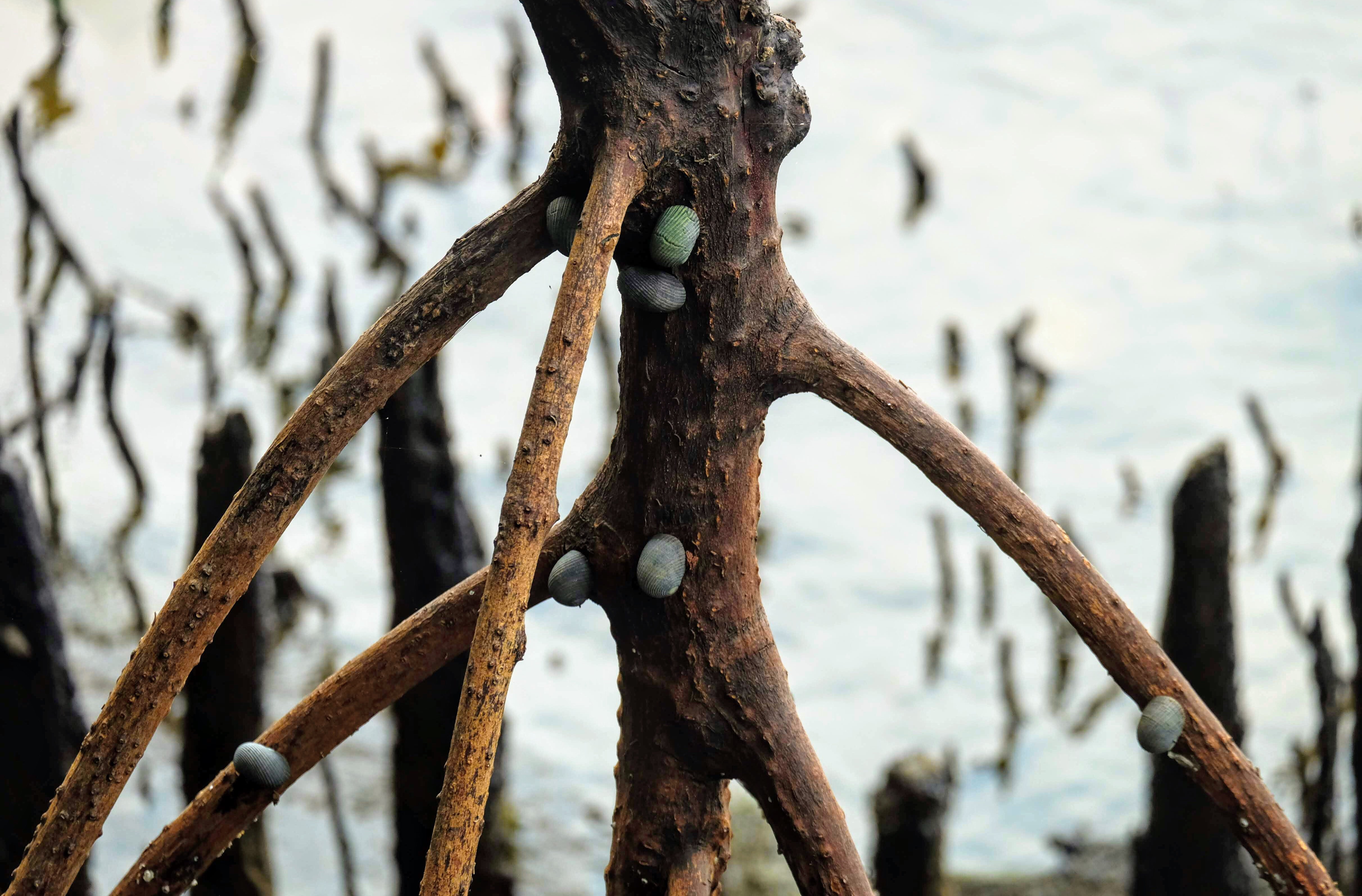 Lined nerites snail, Sungei Buloh Reserve, Singapore