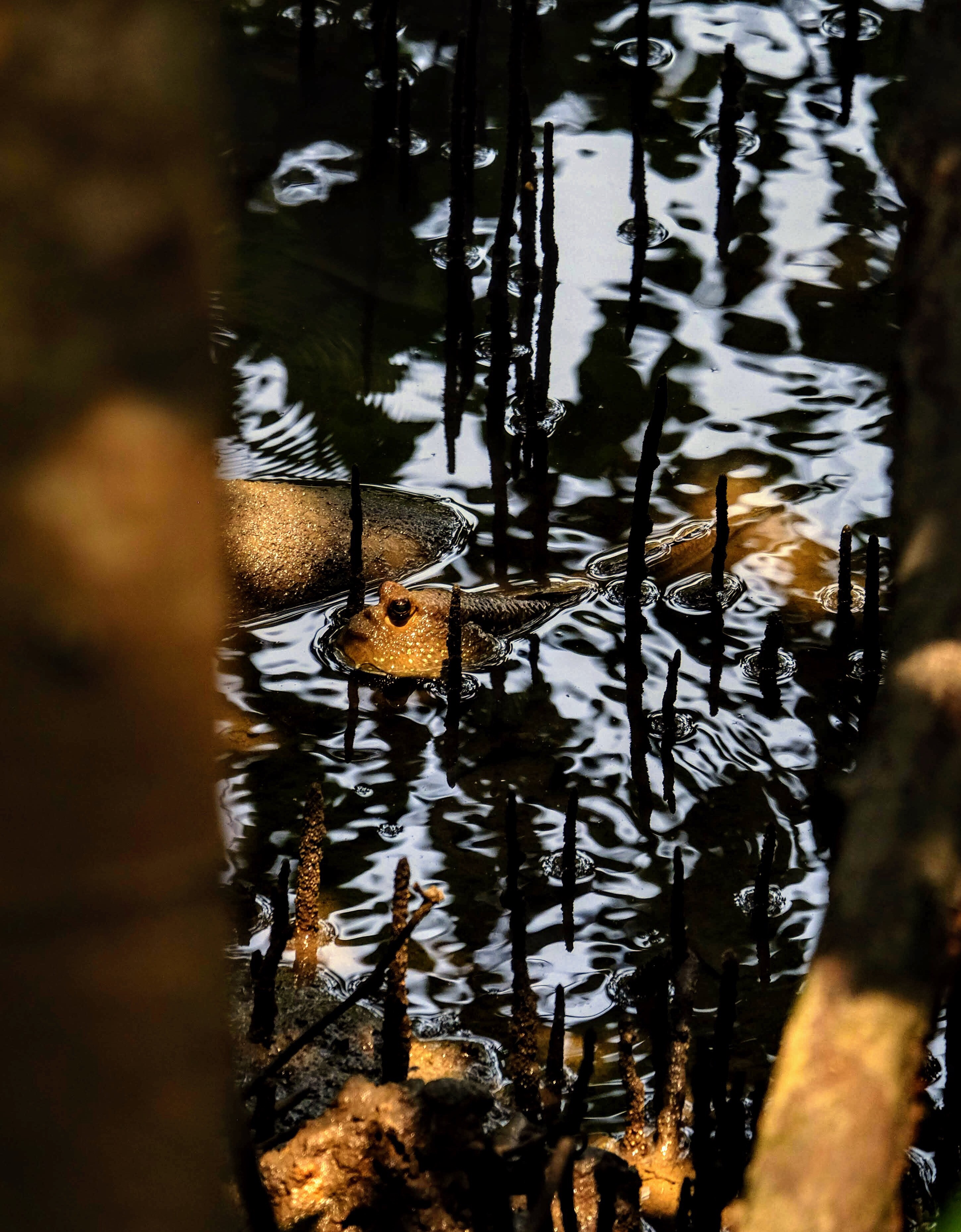 Giant mudskipper, Sungei Buloh Reserve, Singapore