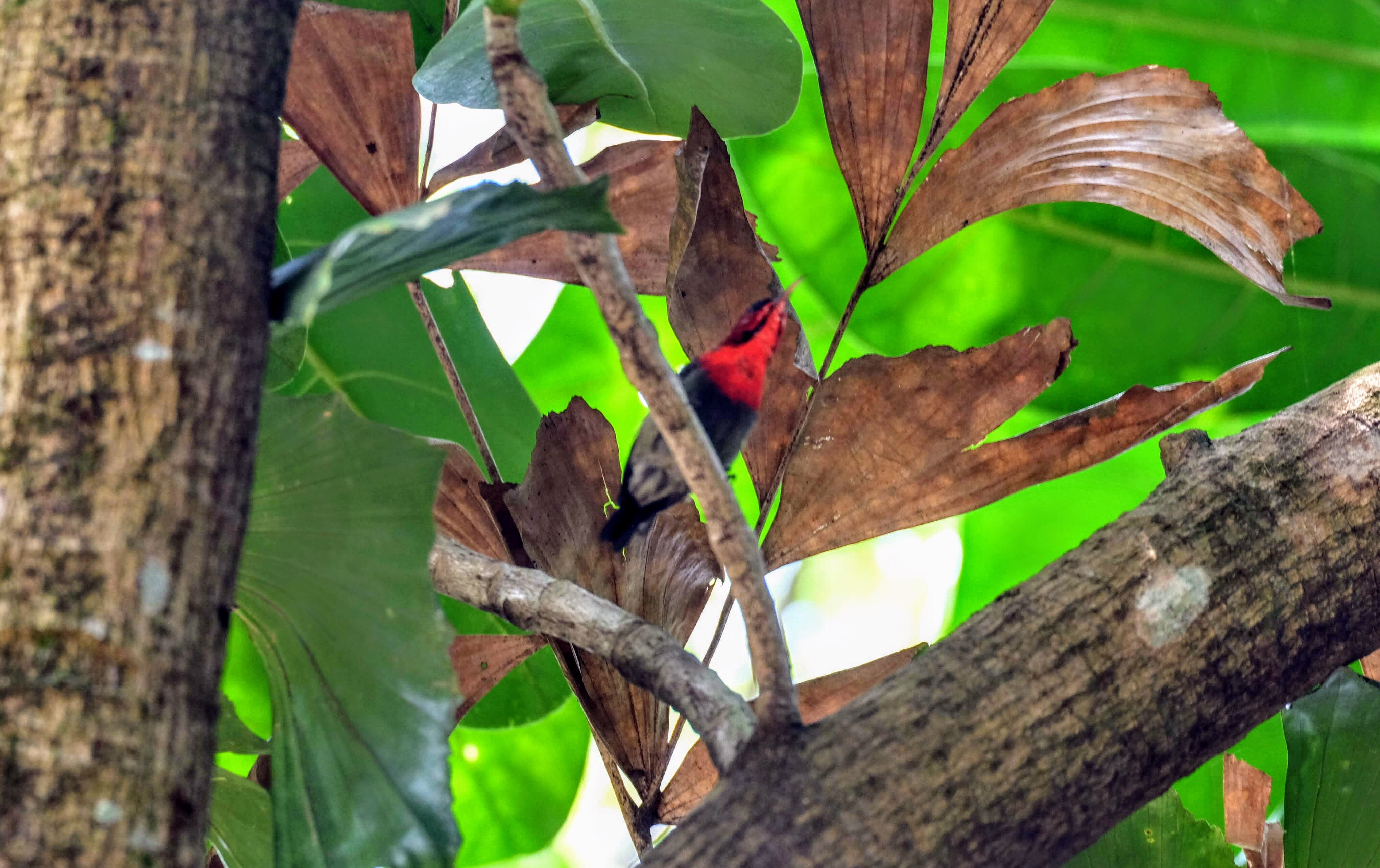 Crimson sunbird, Sungei Buloh Reserve, Singapore