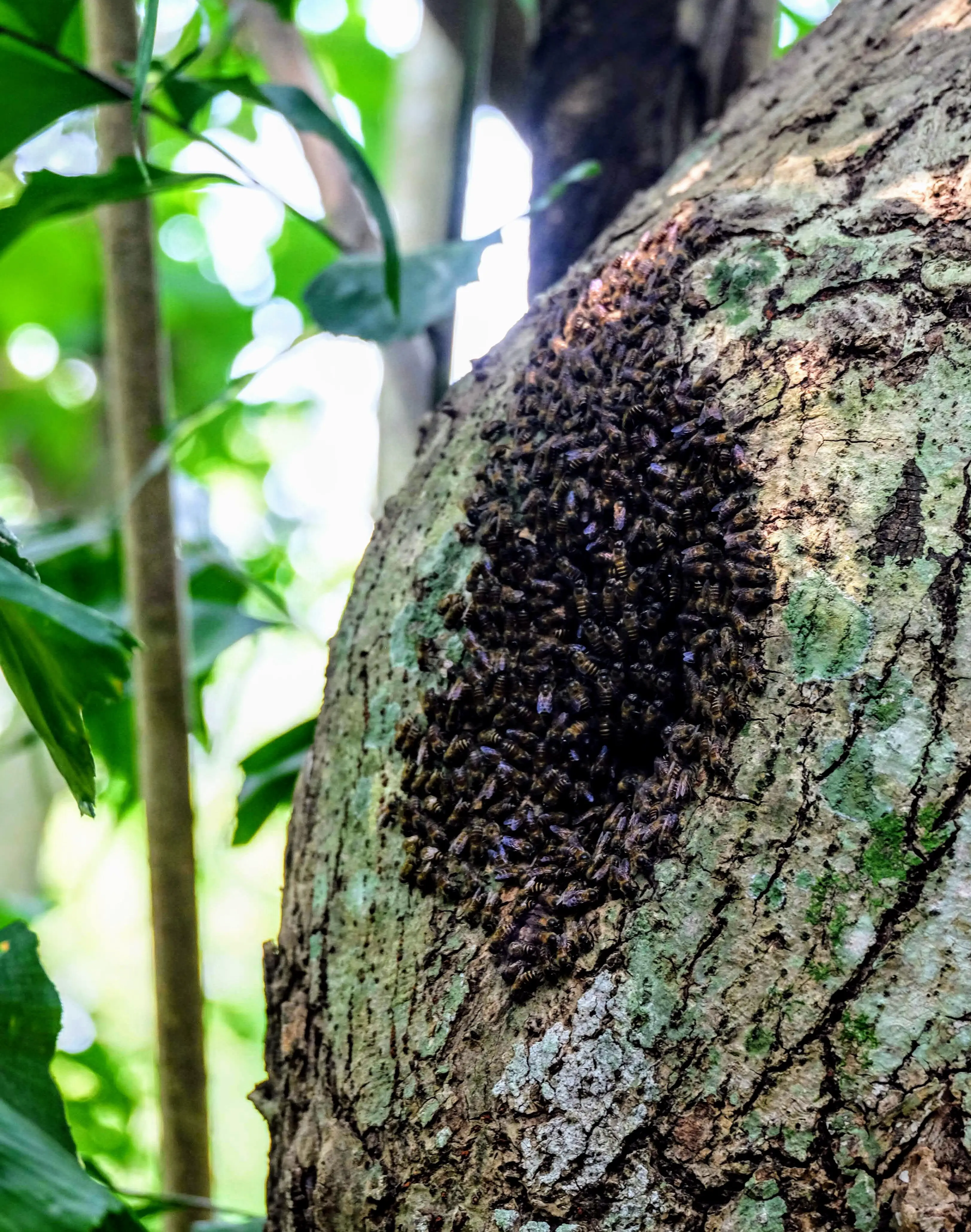 Bees at Sungei Buloh Reserve, Singapore