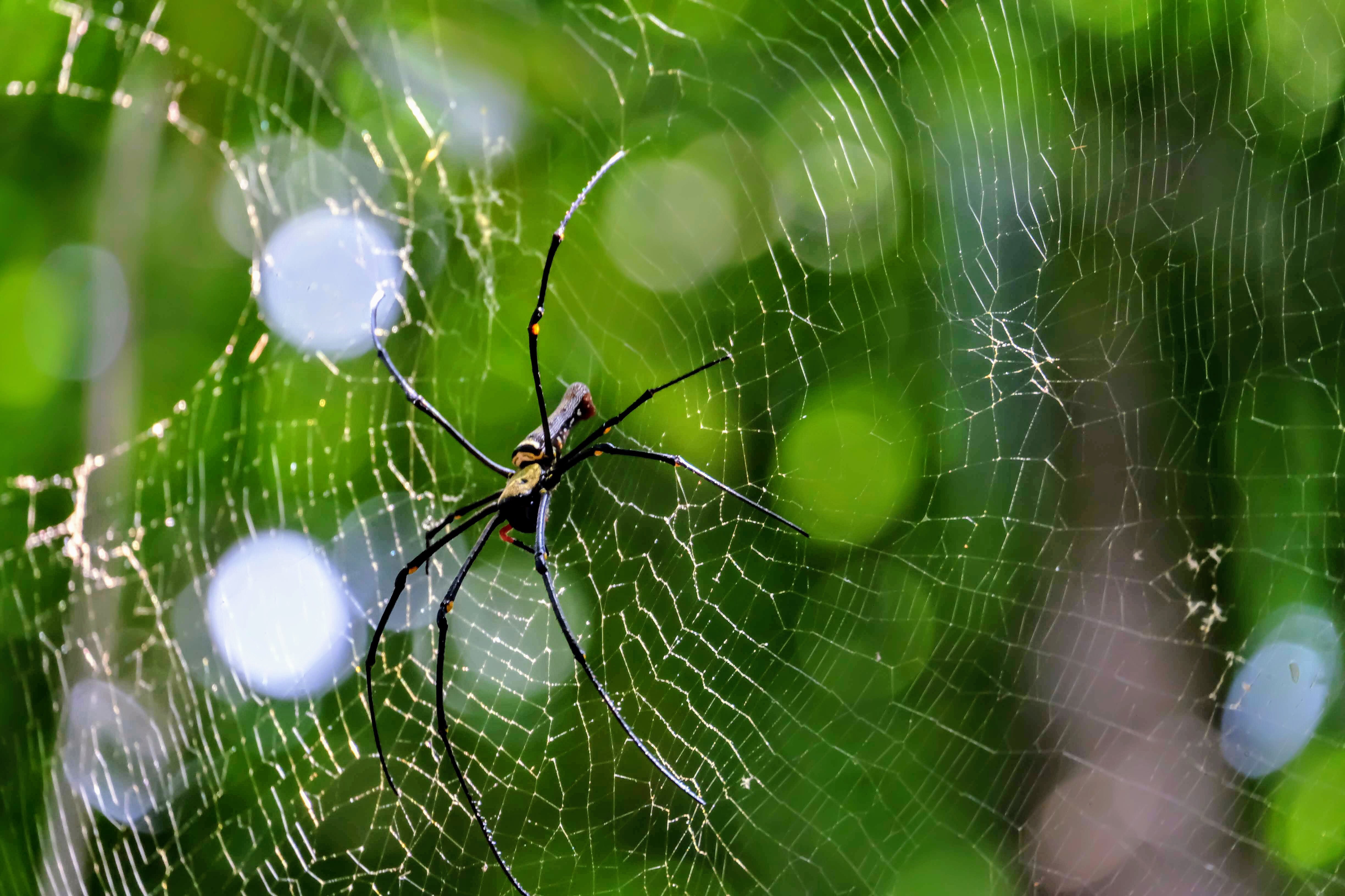 Golden orb web spider, MacRitchie Reservoir, Singapore 