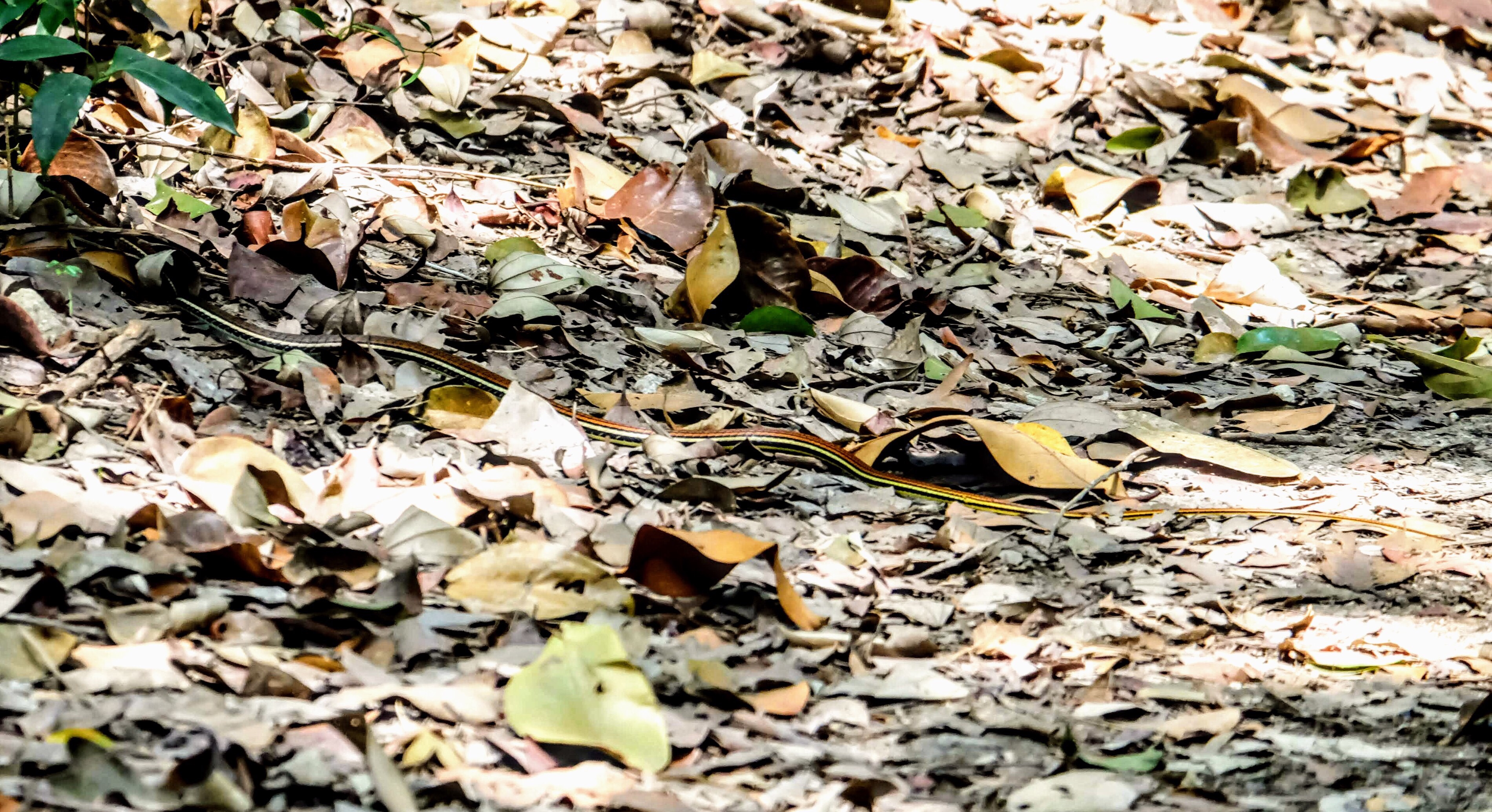 Striped kukri snake, MacRitchie Reservoir, Singapore 