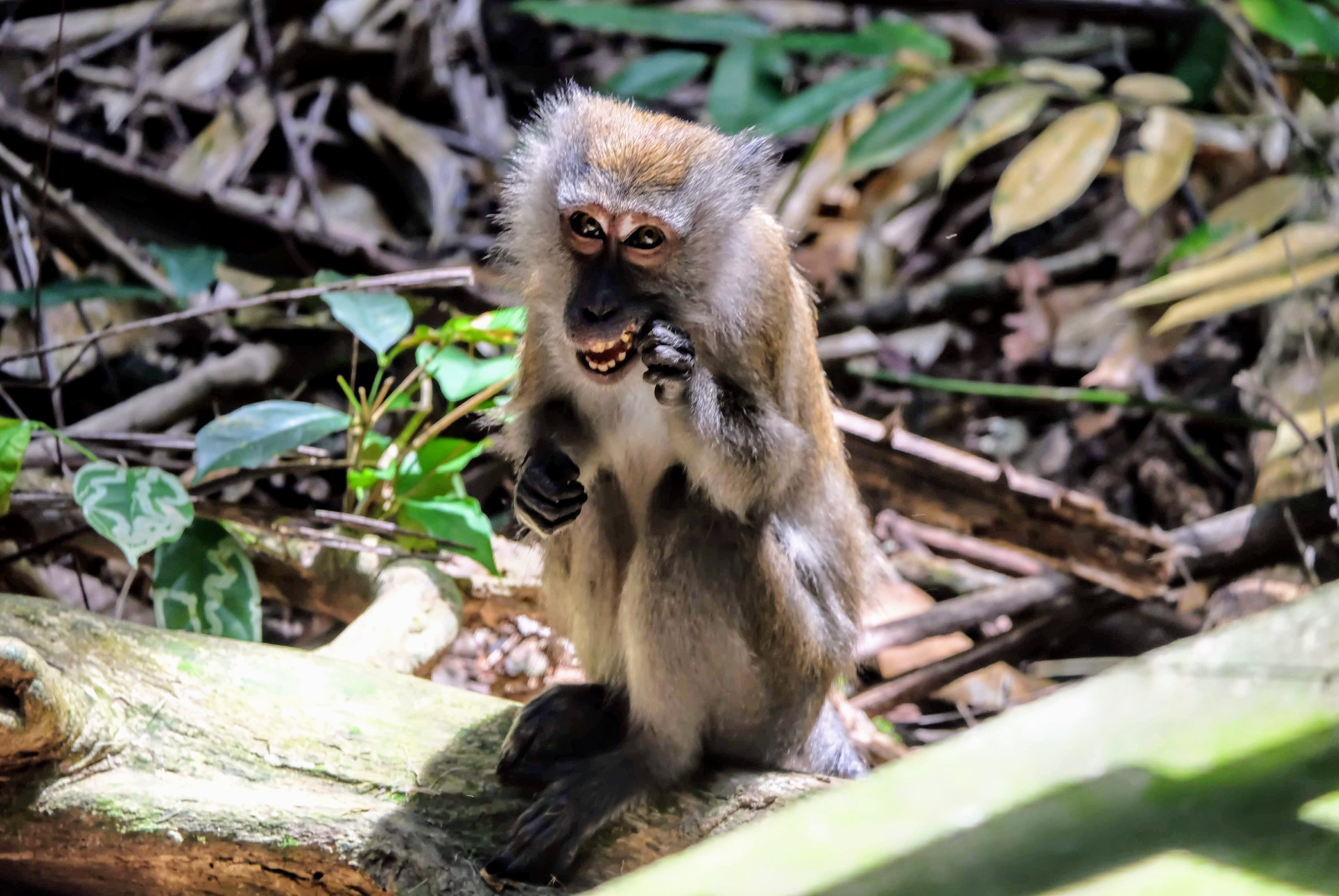 Long-tailed macaque, MacRitchie Reservoir, Singapore 