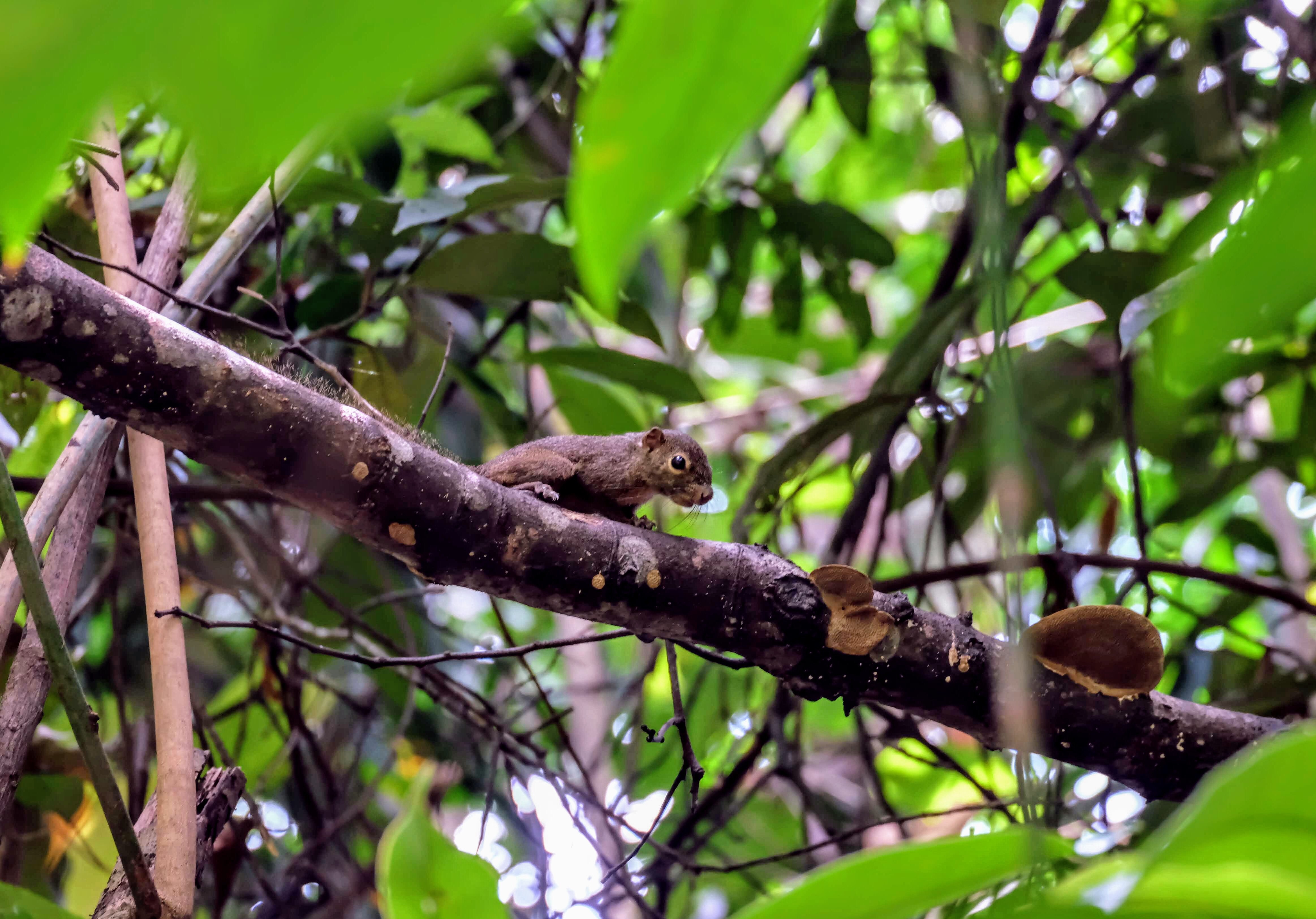 Slender squirrel, MacRitchie Reservoir, Singapore 