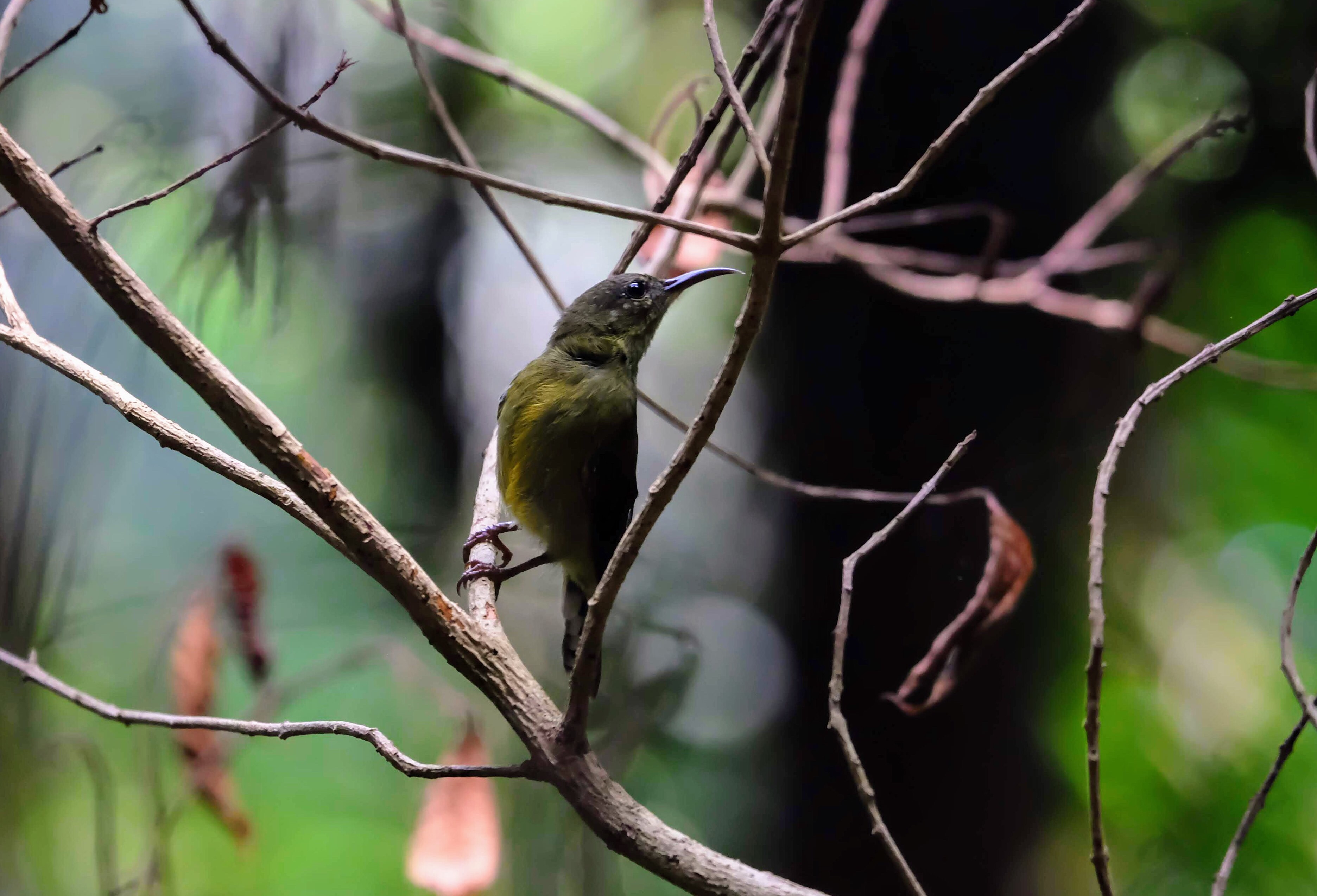 Sunbird, MacRitchie Reservoir, Singapore 