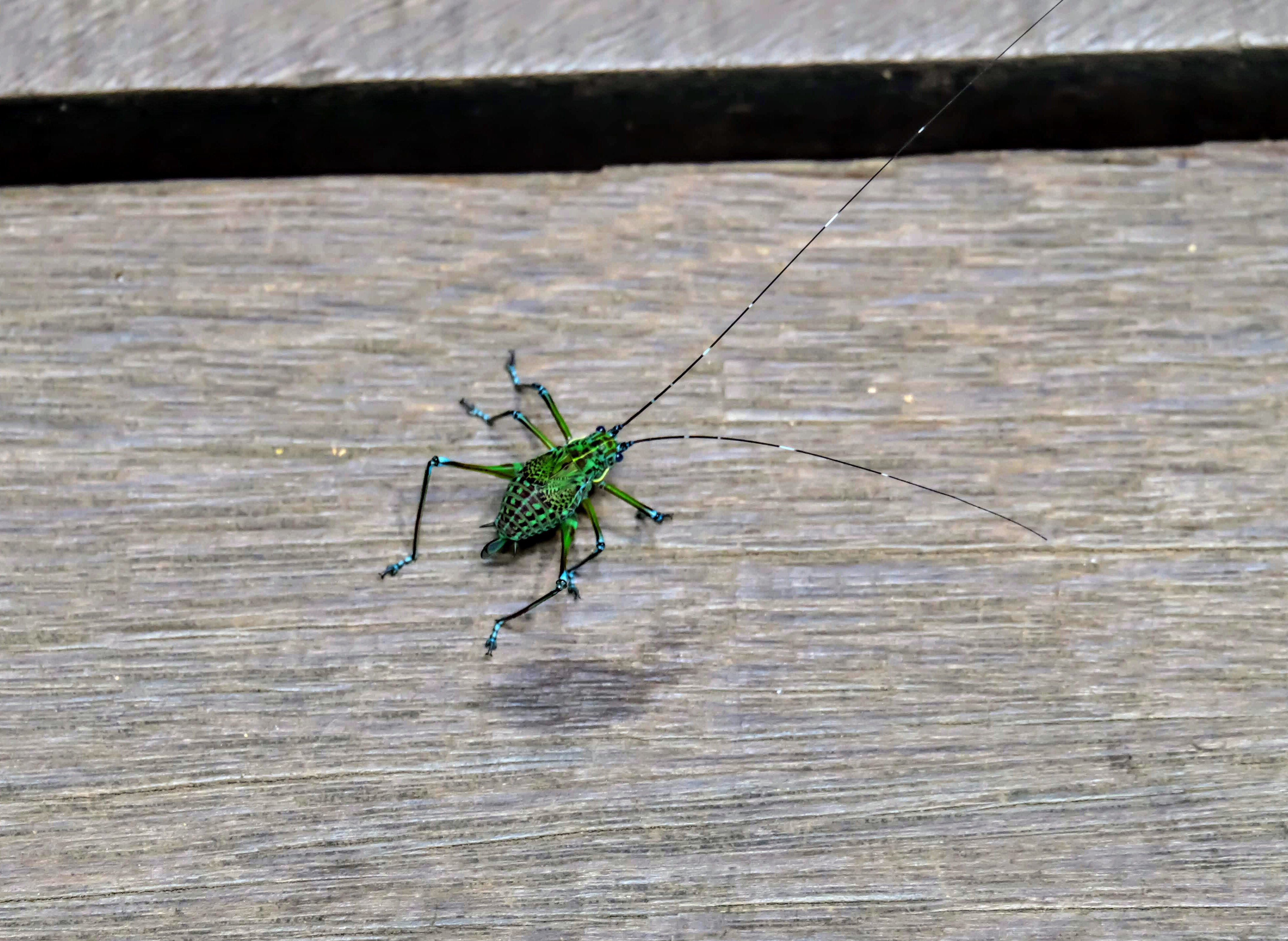 Katydid nymph, MacRitchie Reservoir, Singapore 