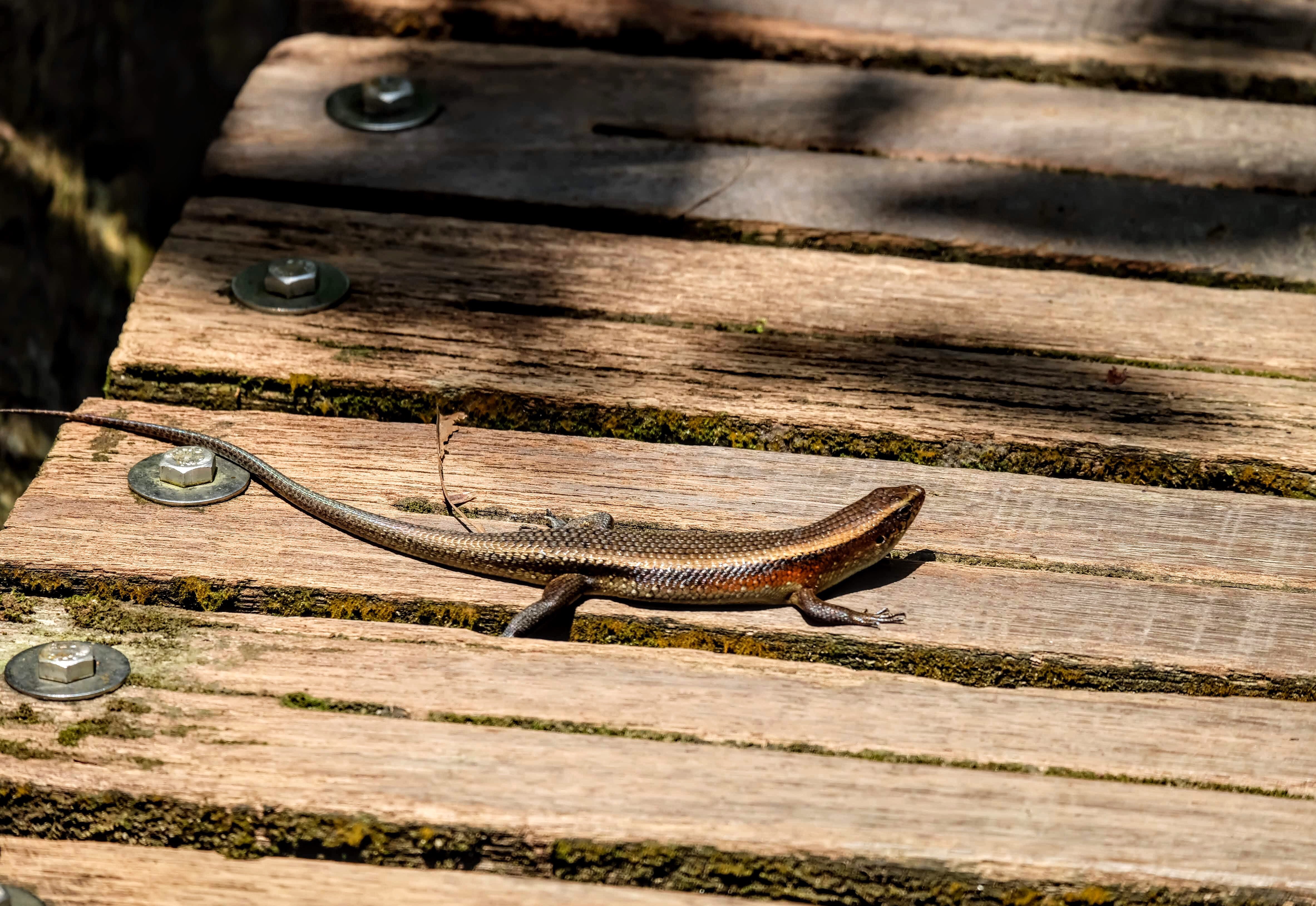 Common sun skink, MacRitchie Reservoir, Singapore 