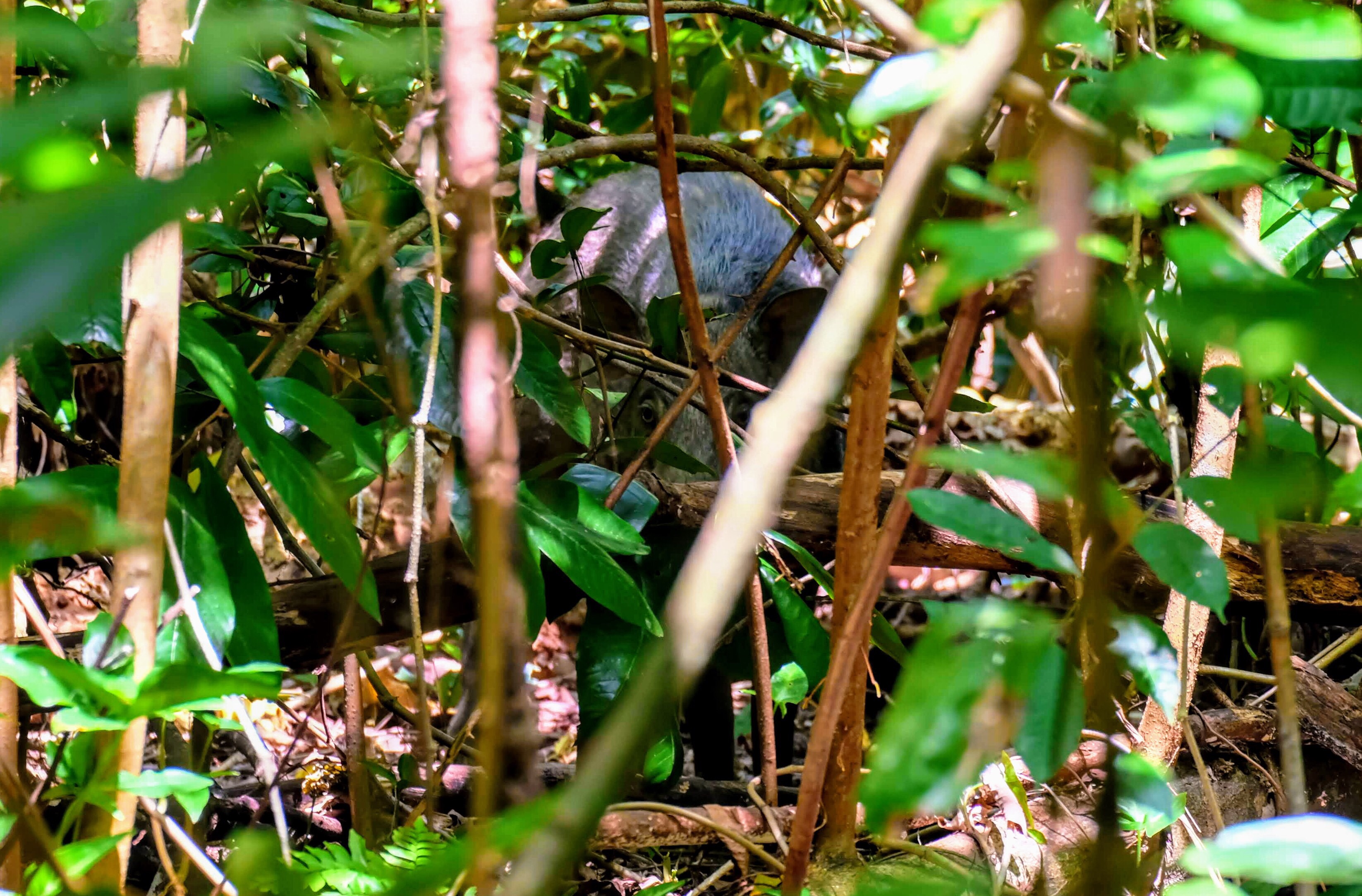 Wild boar, MacRitchie Reservoir, Singapore 