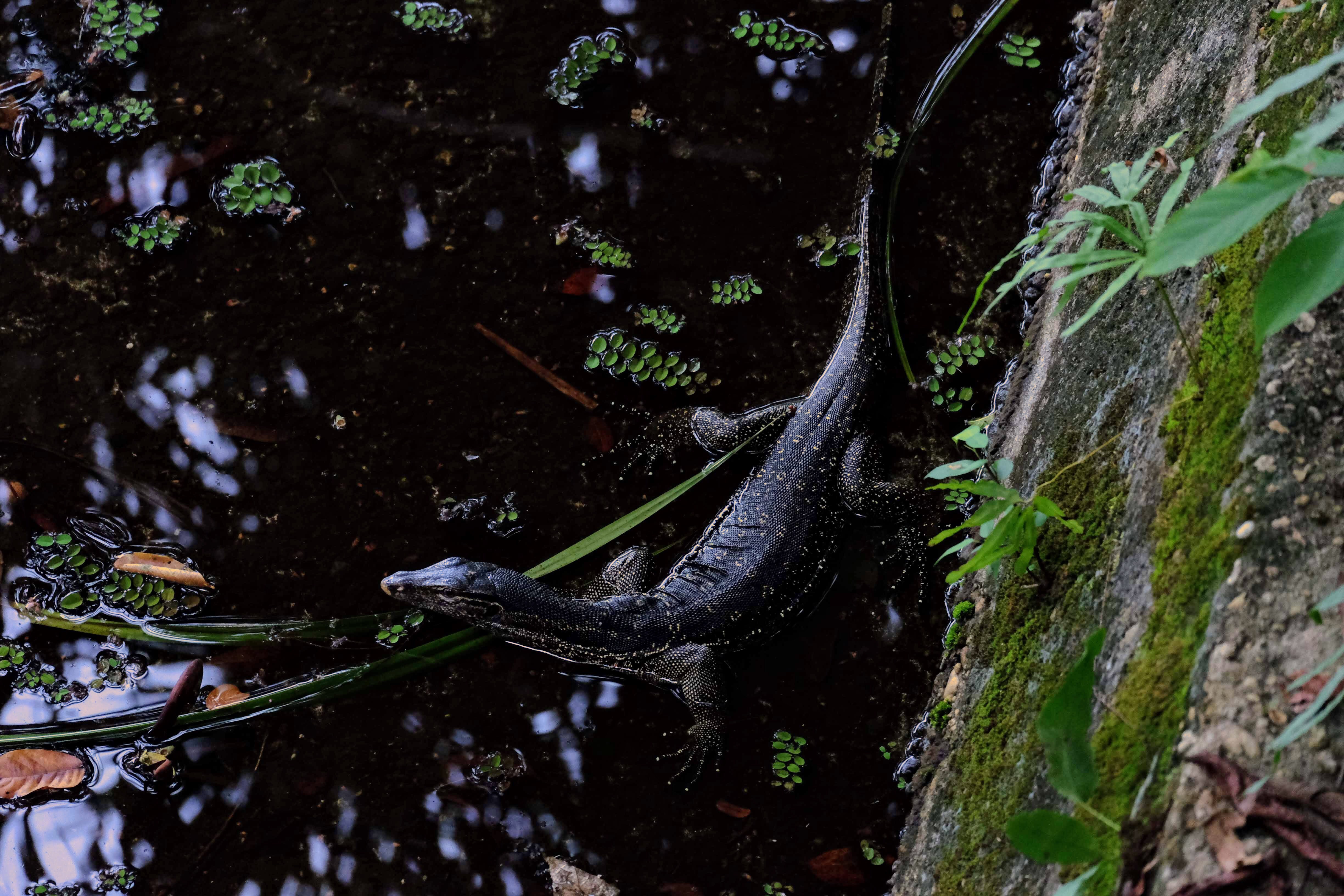 Water monitor lizard, Sepilok, Borneo