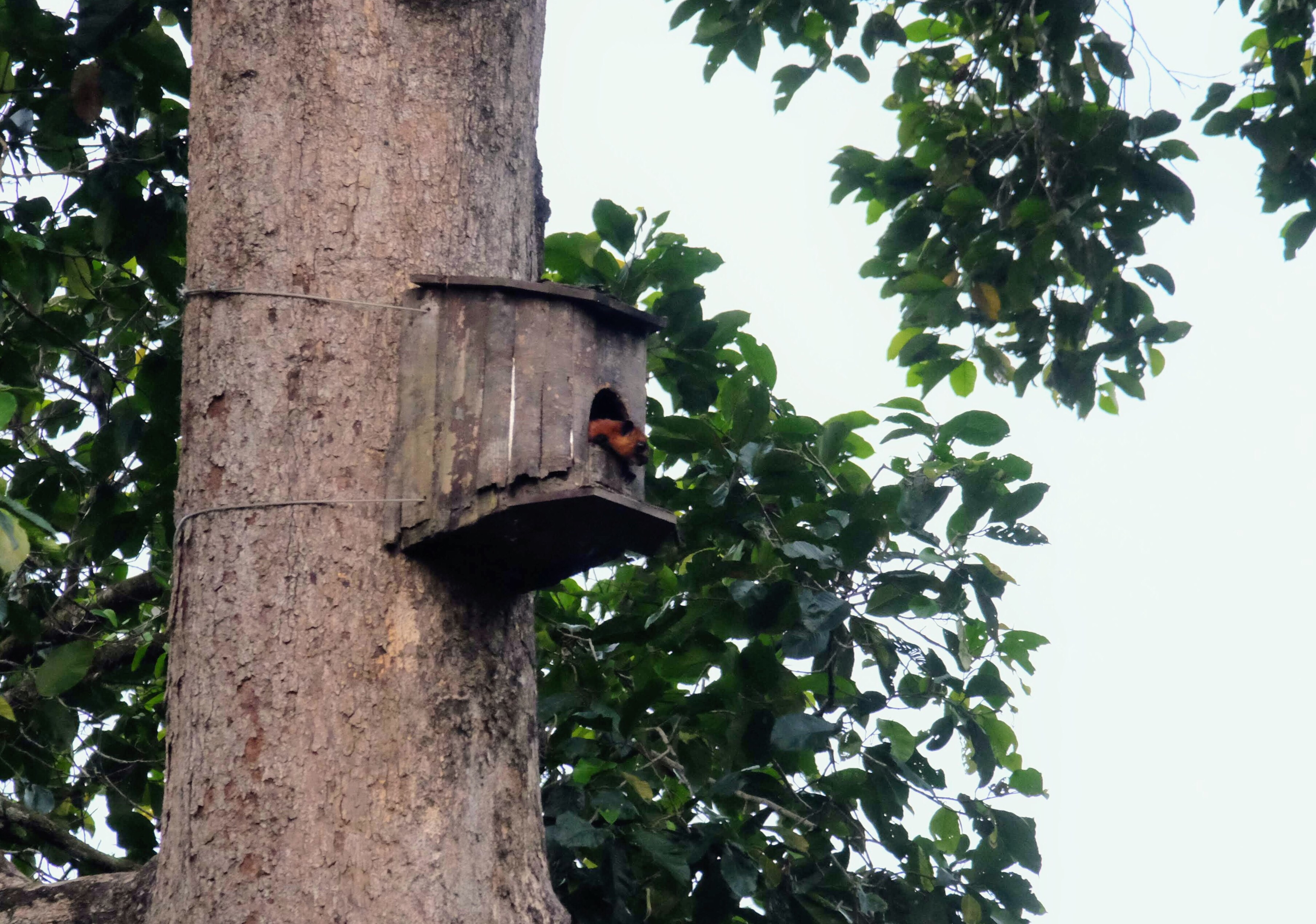 Red giant flying squirrel, Sepilok, Borneo