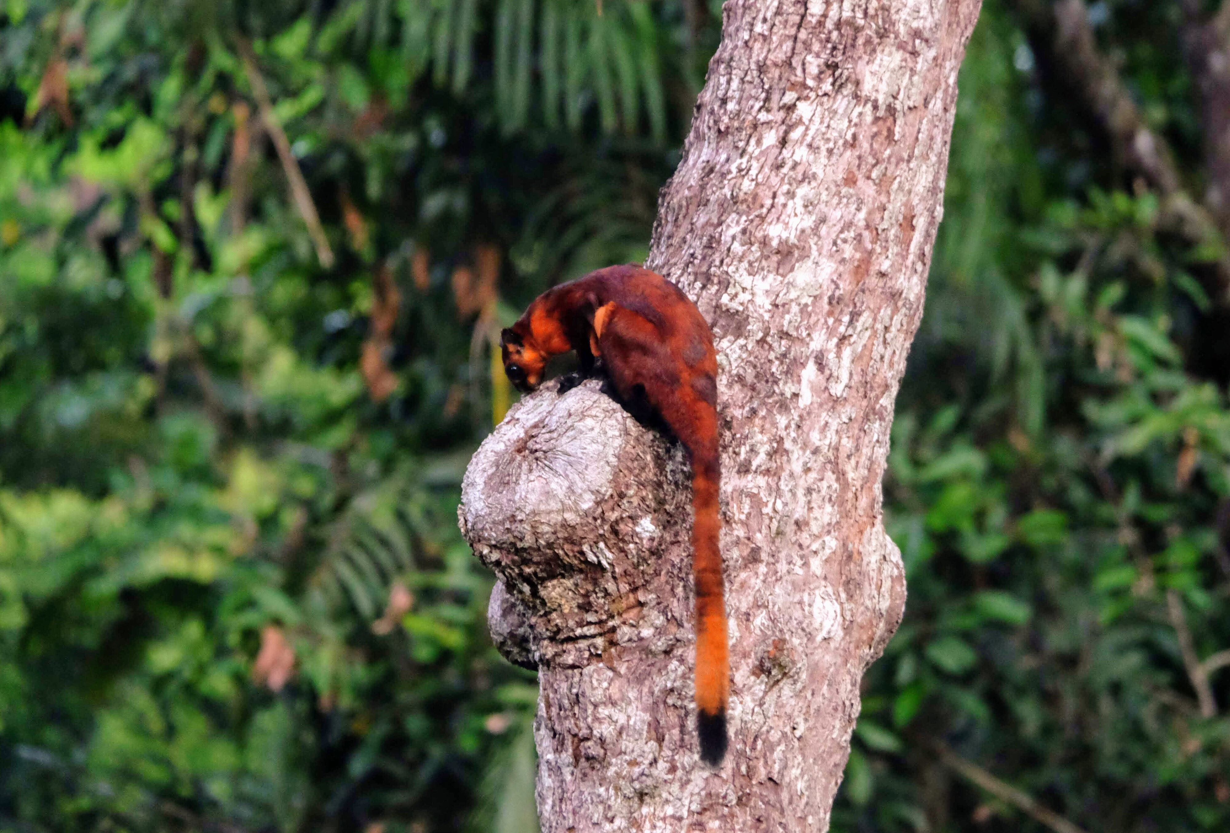 Red giant flying squirrel, Sepilok, Borneo