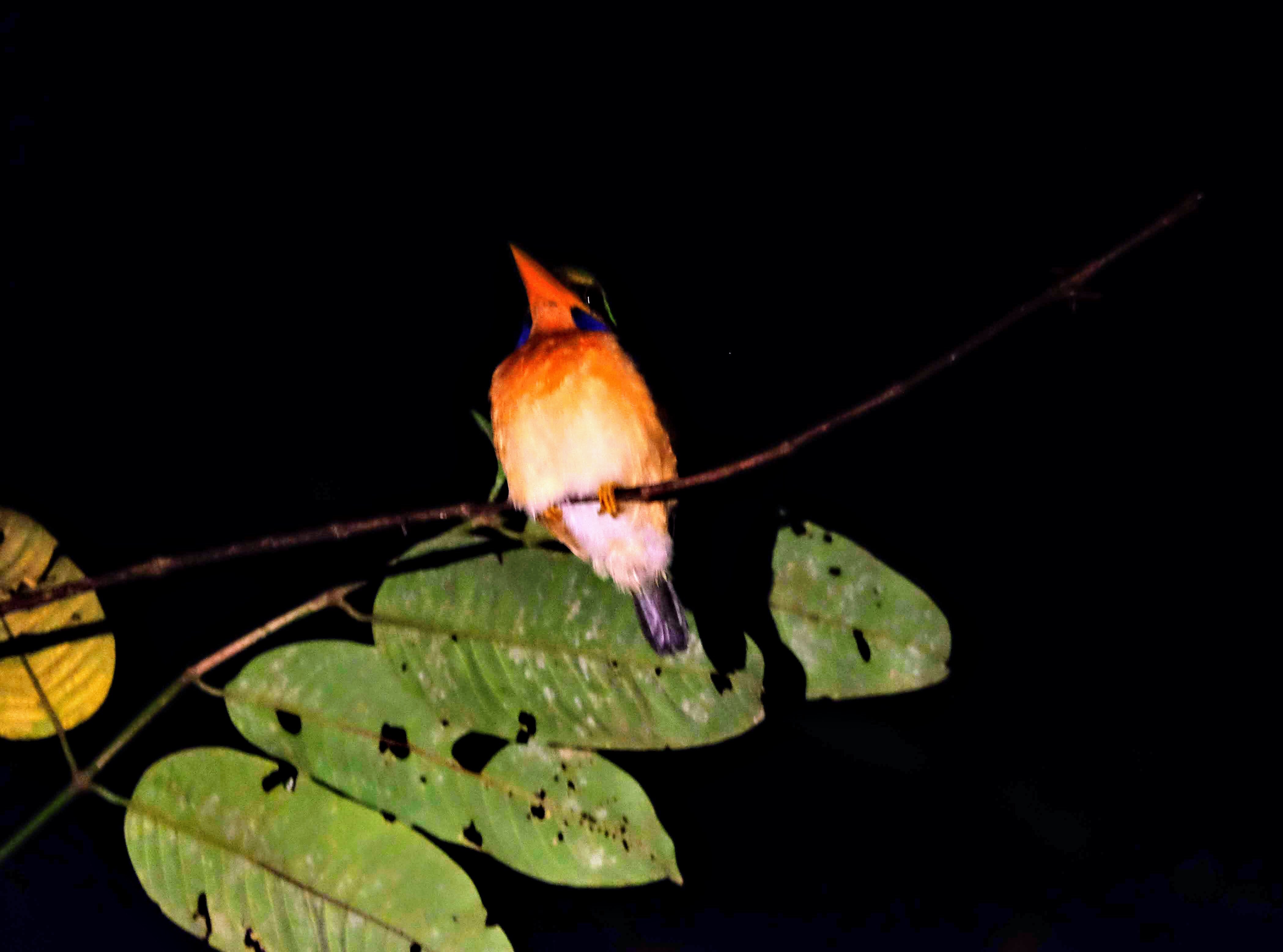 Chesnut-collared kingfisher, Sepilok, Borneo