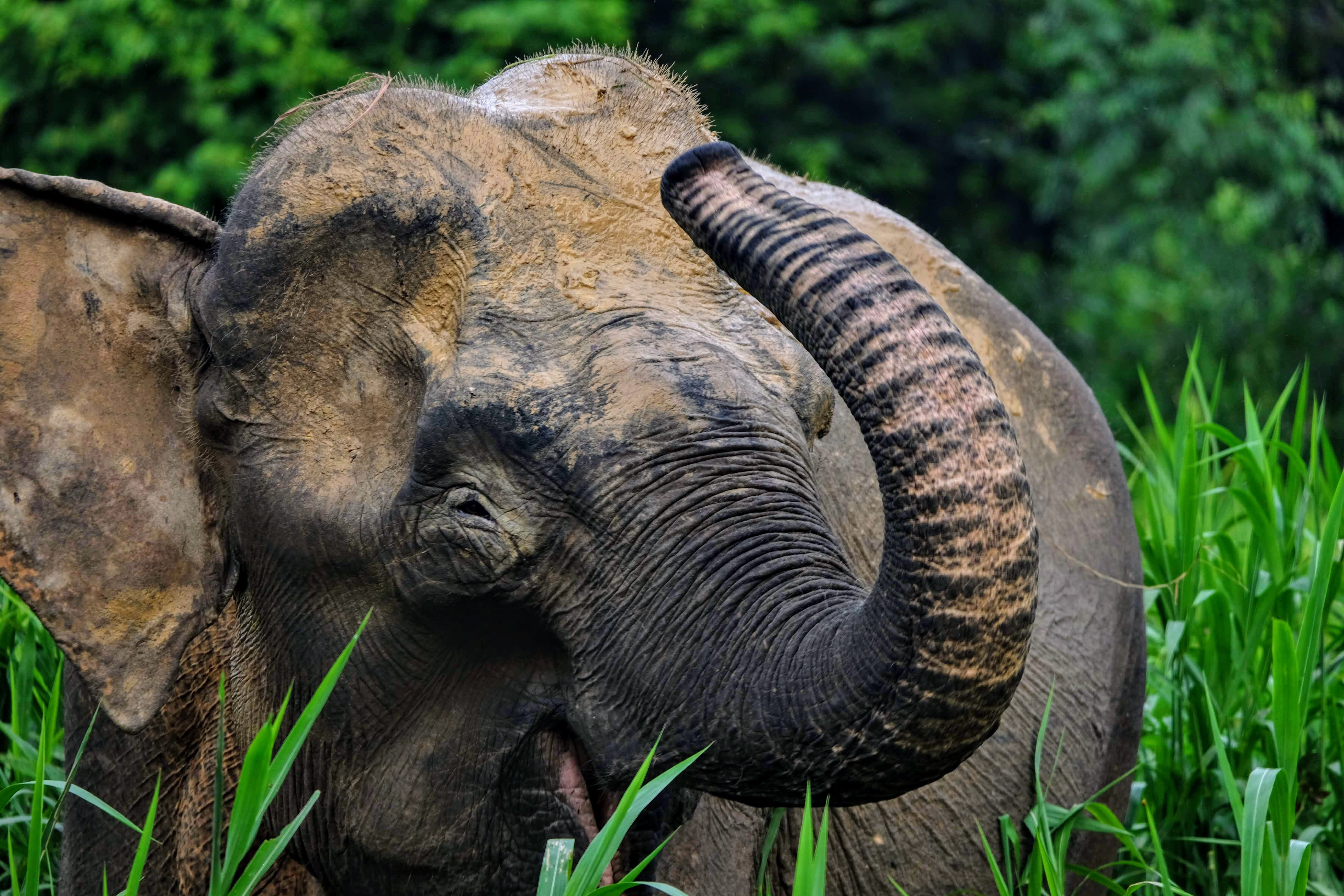 Pygmy elephant, Kinabatangan River, Borneo 