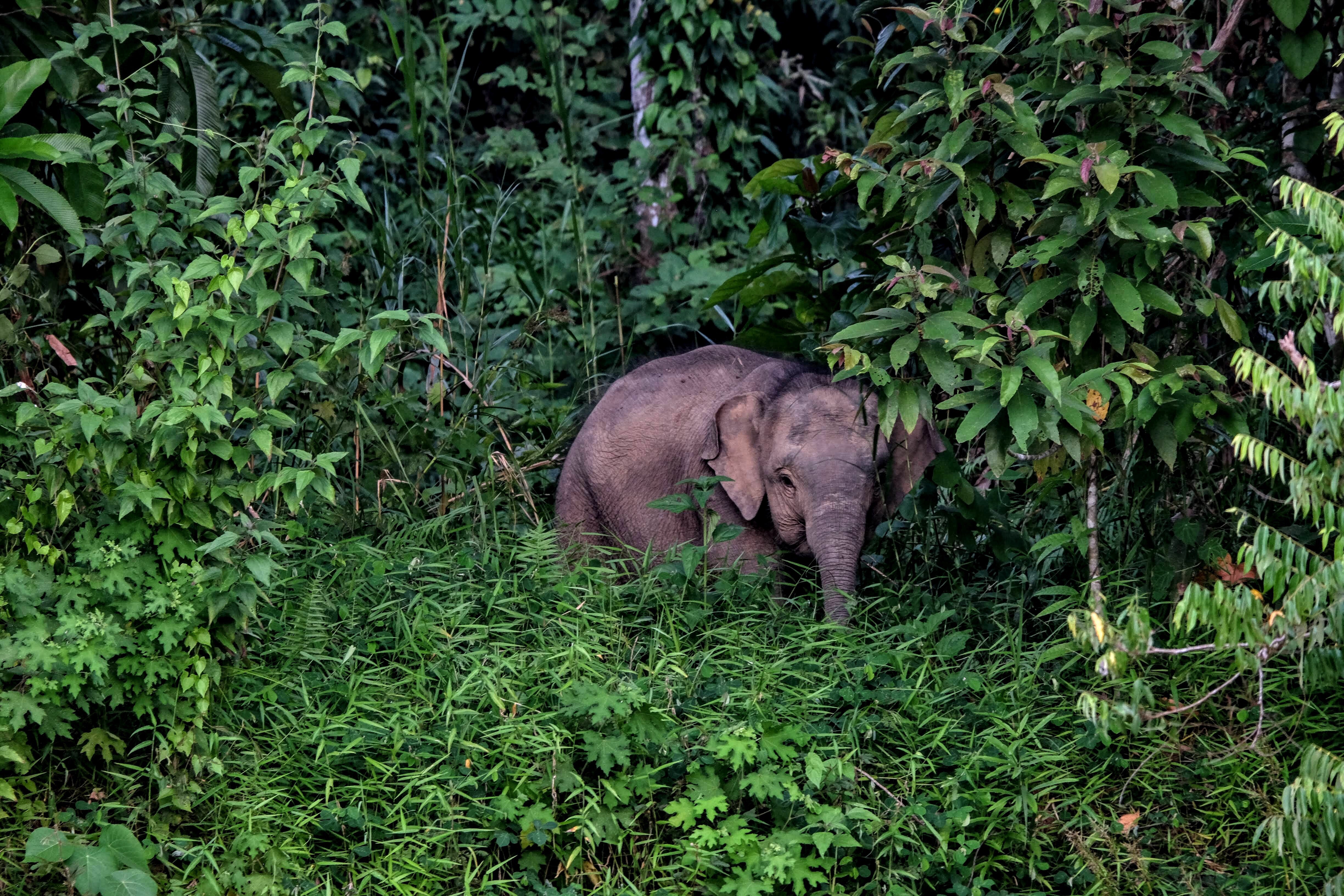 Young pygmy elephant, Kinabatangan River, Borneo 