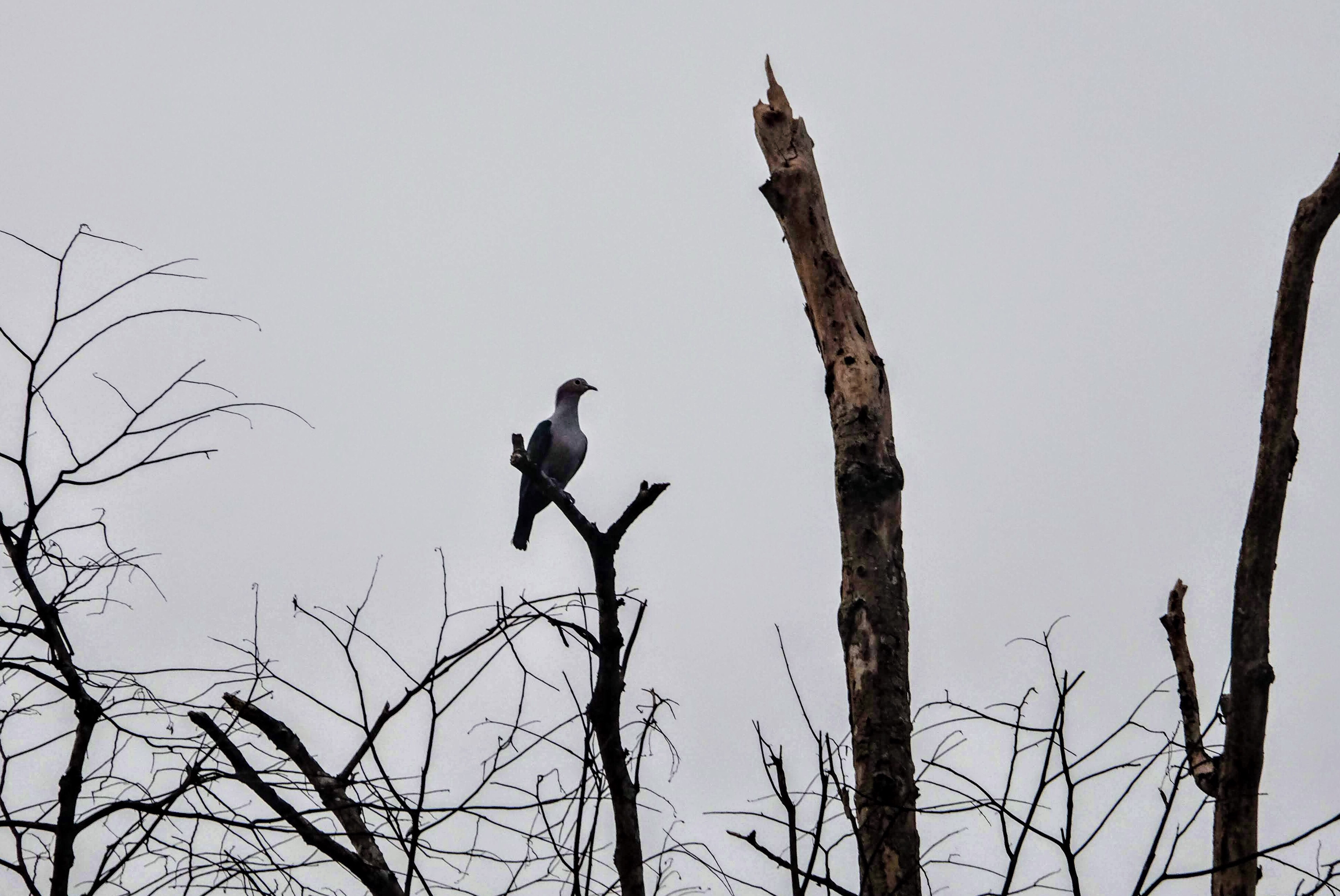 Green imperial pigeon, Kinabatangan River, Borneo