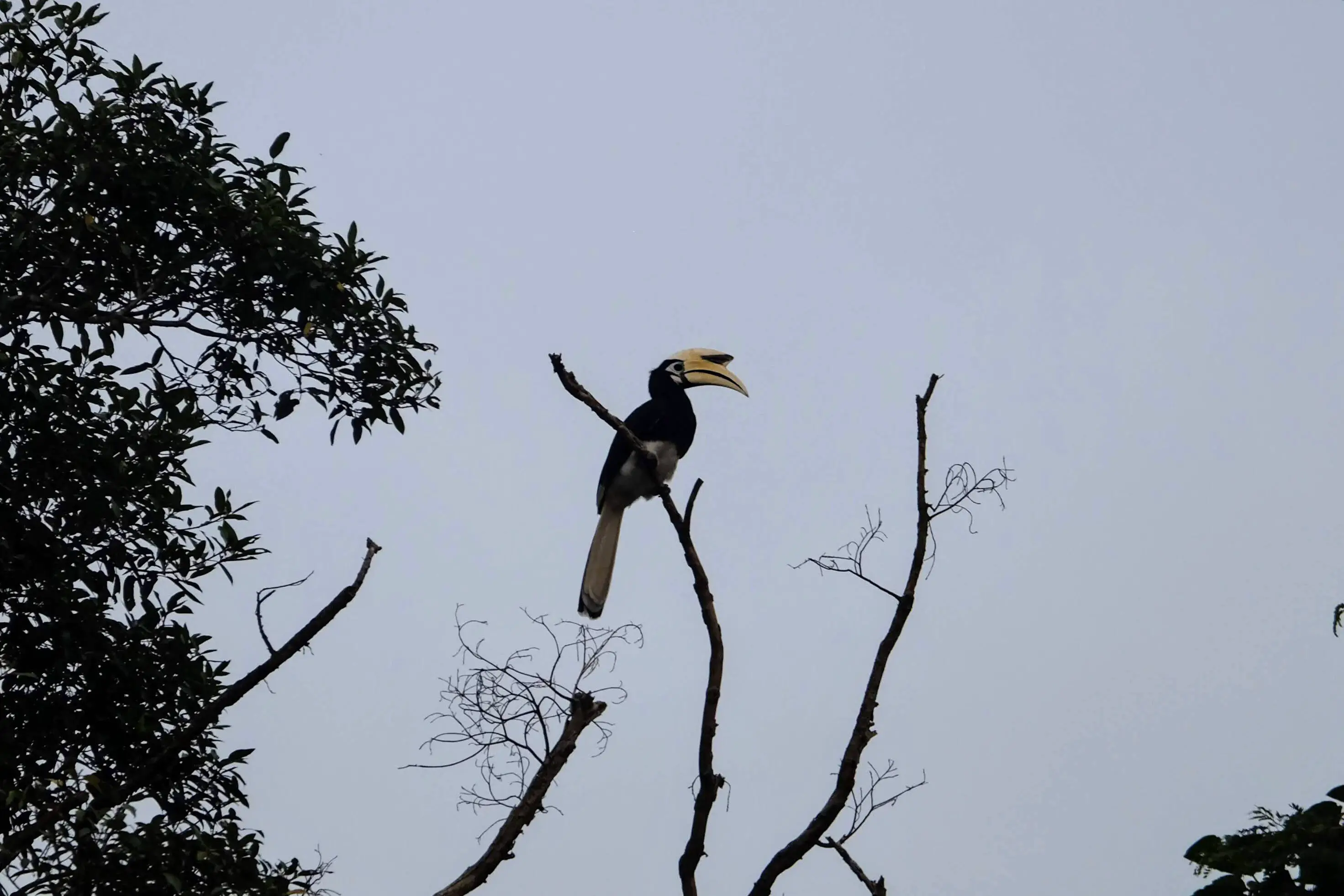Oriental pied hornbill, Kinabatangan River, Borneo 