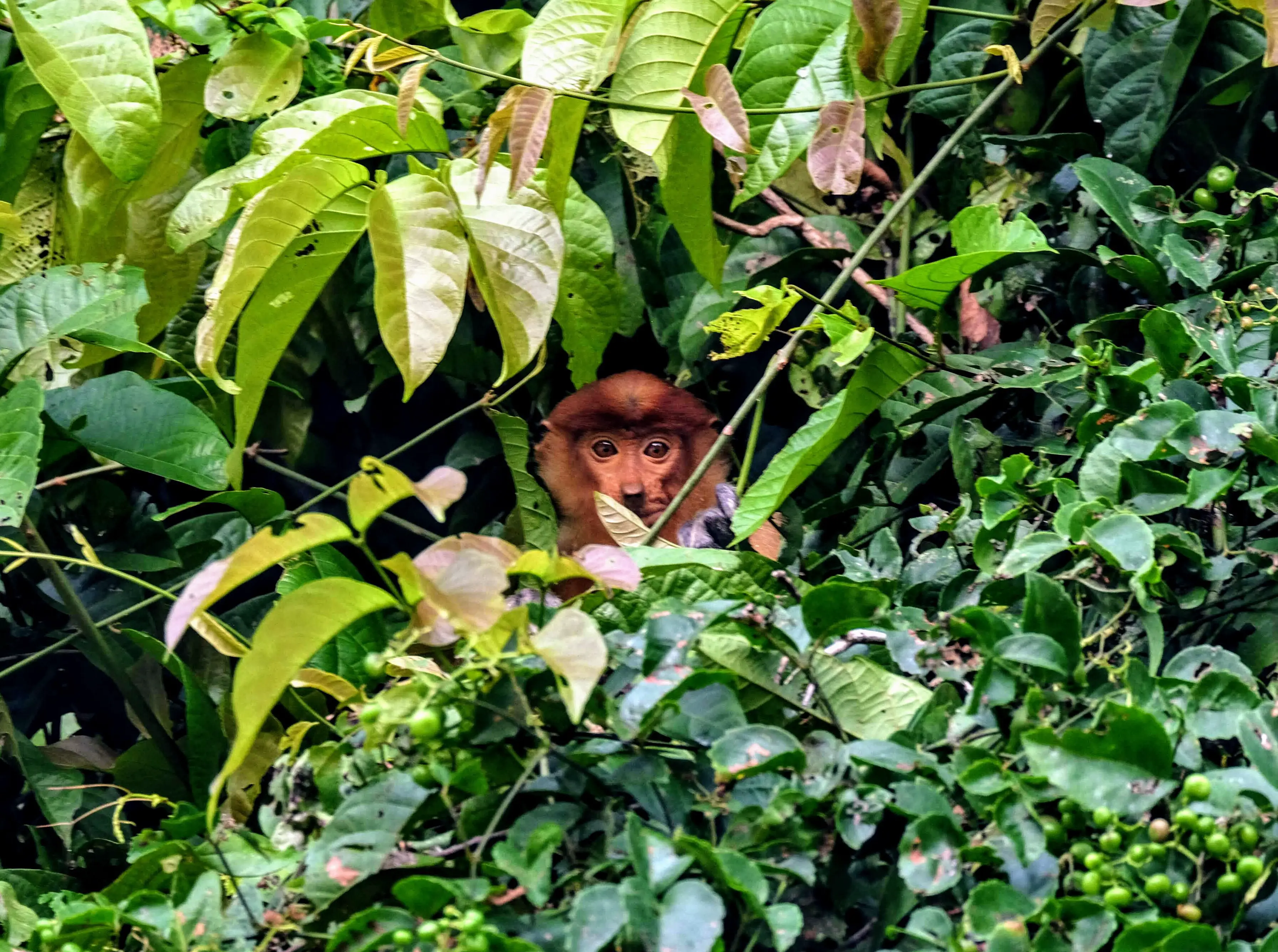 Female proboscis monkey, Kinabatangan River, Borneo
