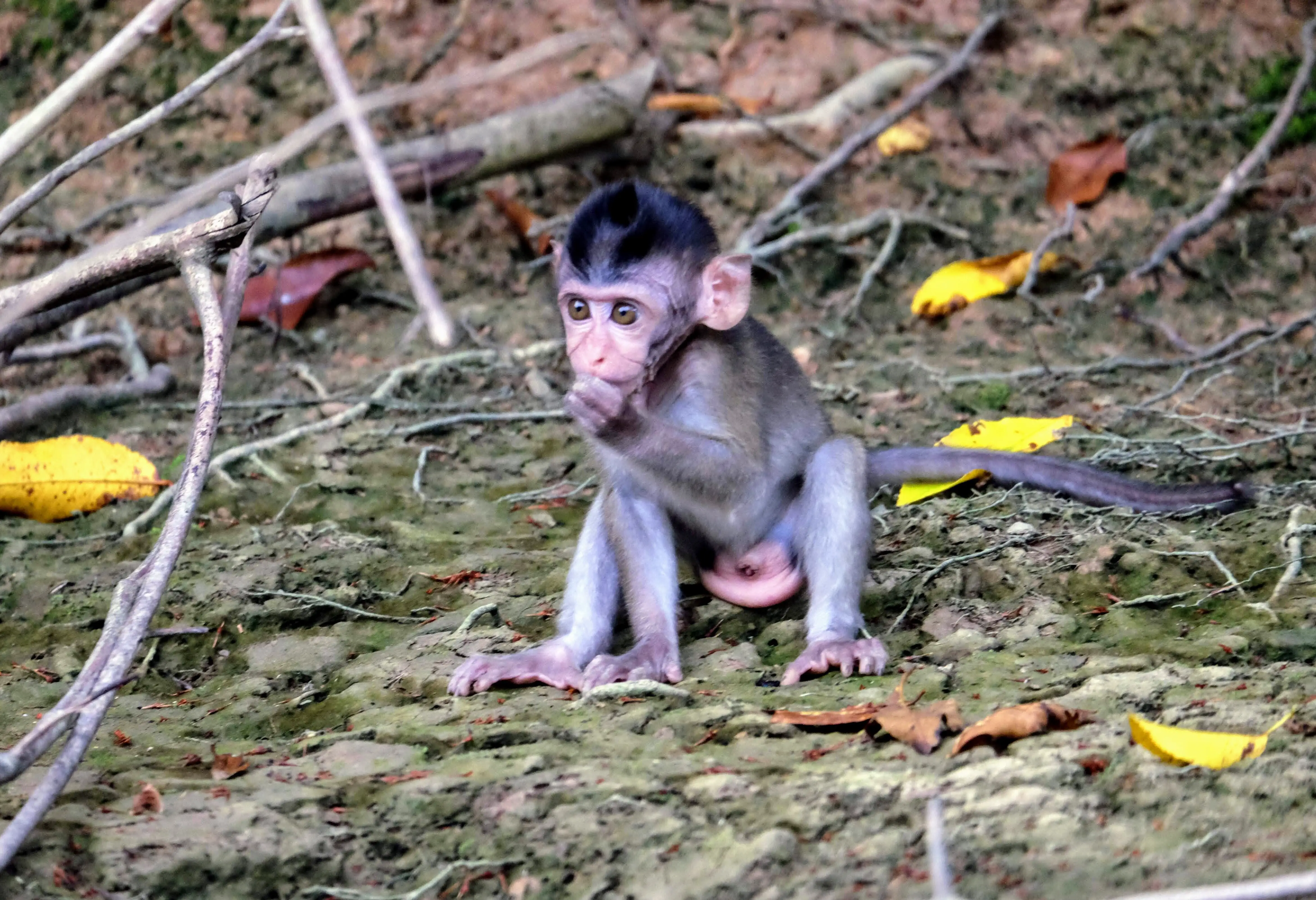 Baby long-tailed macaque, Kinabatangan River, Borneo