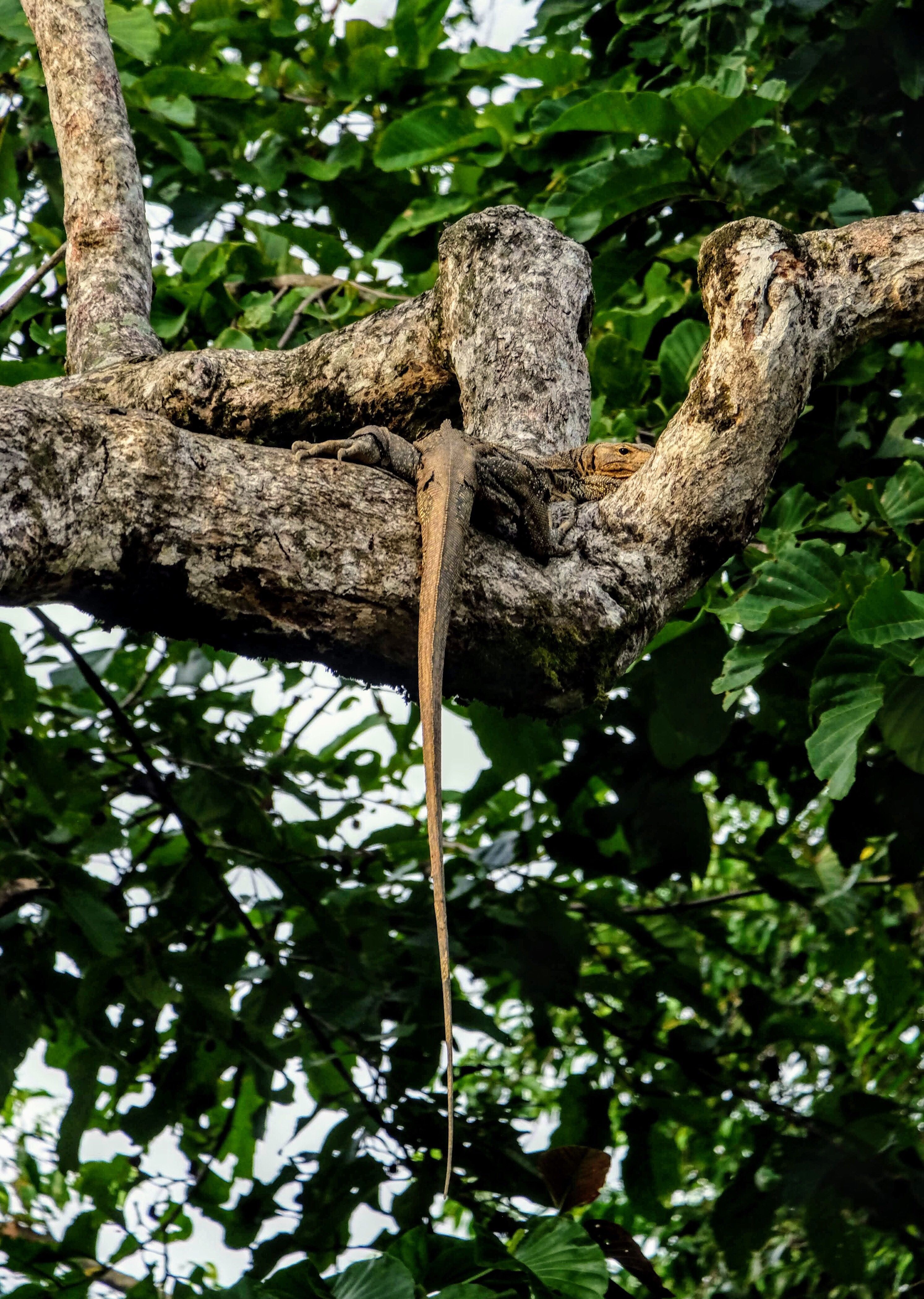 Monitor lizard, Kinabatangan River, Borneo