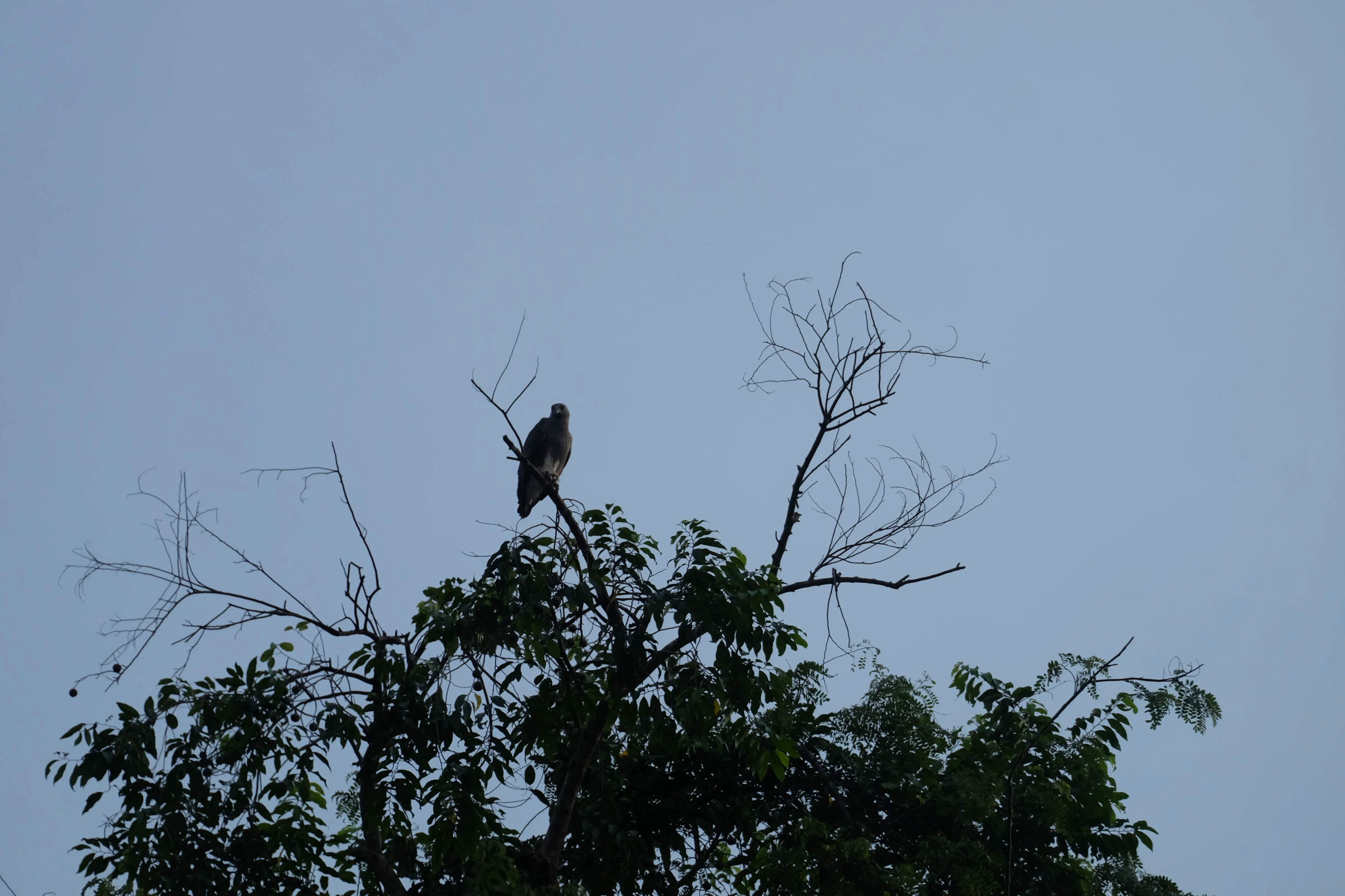 Lesser fish eagle, Kinabatangan River, Borneo